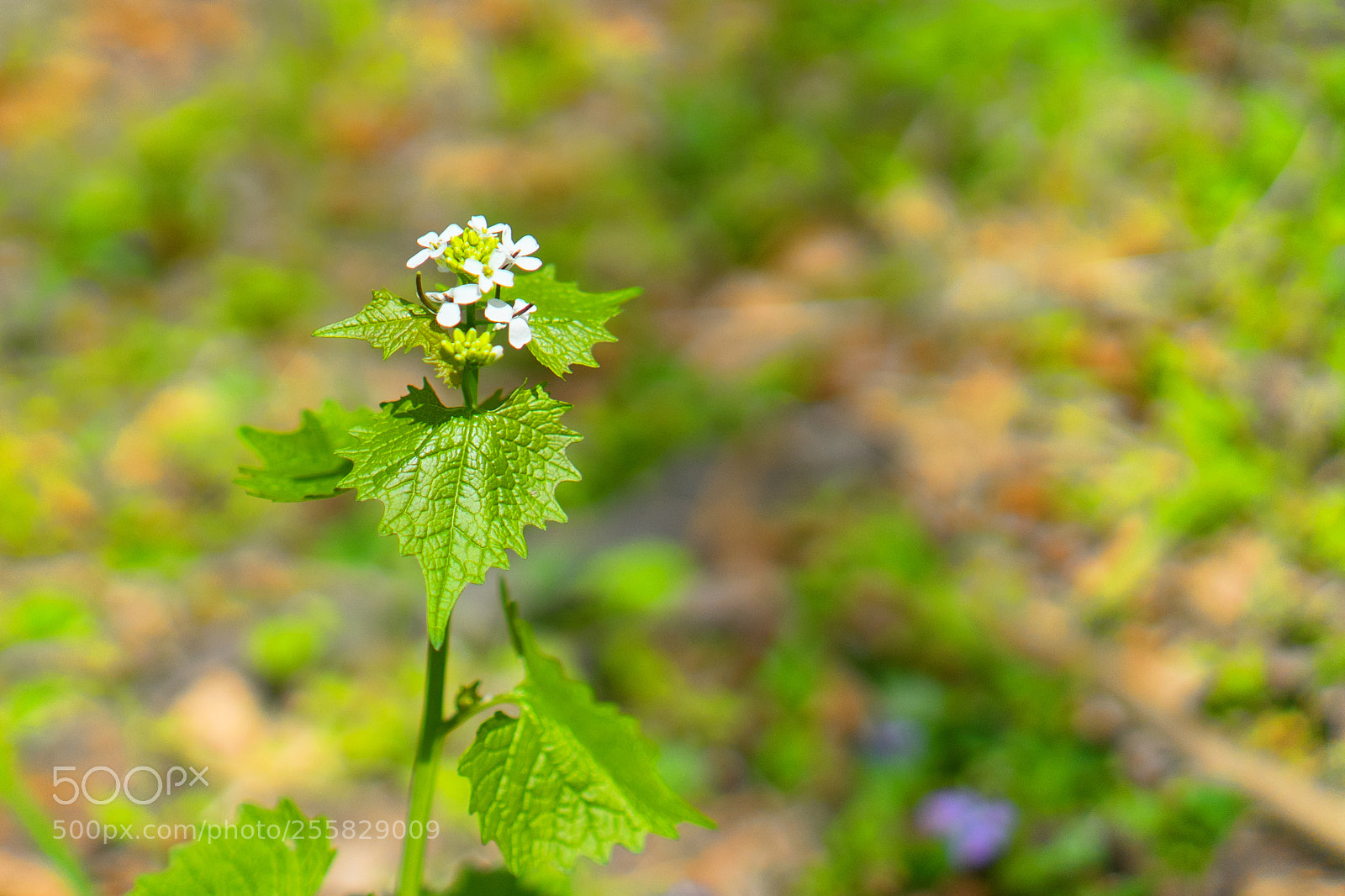 Sony a7 II sample photo. Spring photography