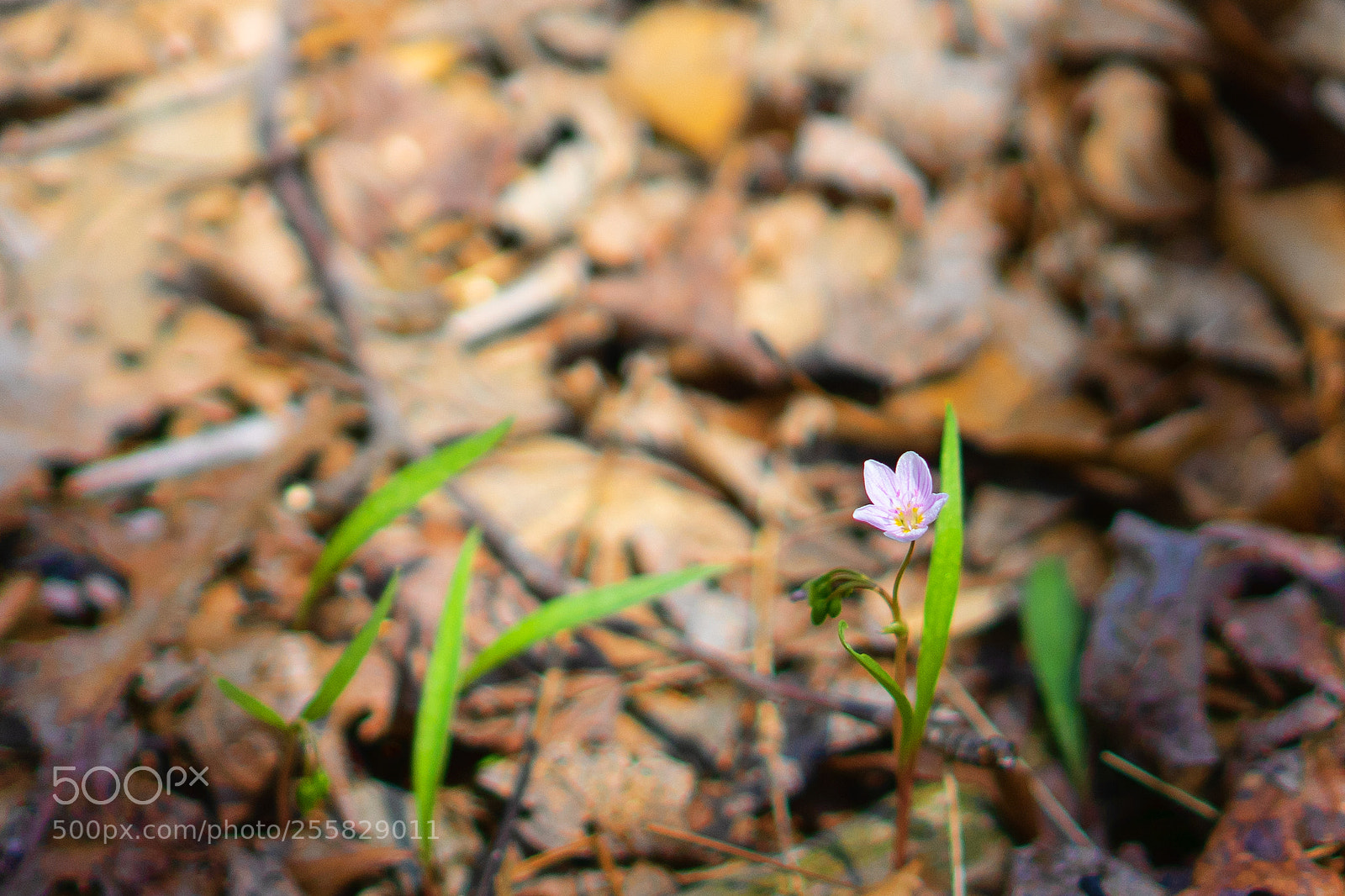 Sony a7 II sample photo. Spring photography
