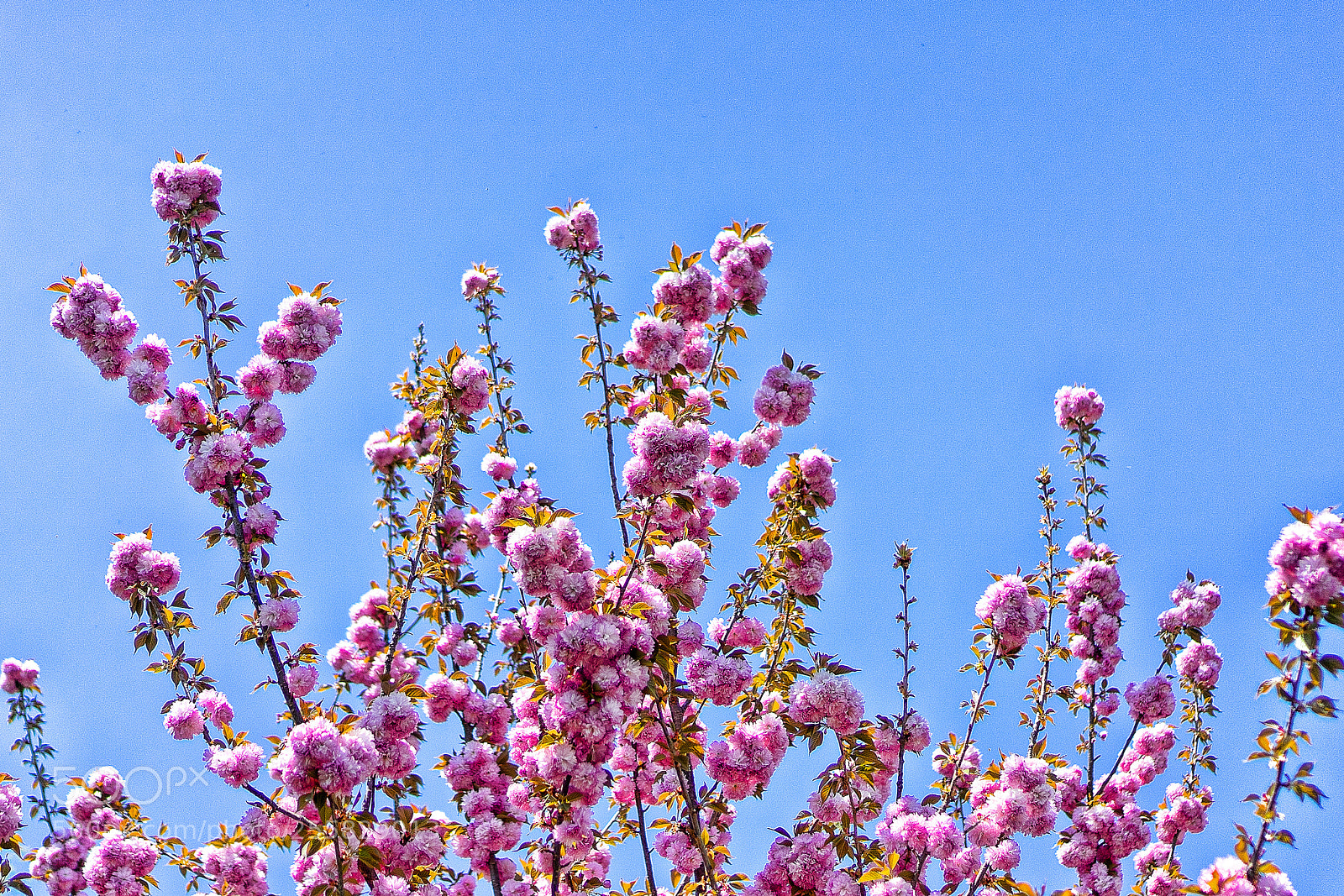 Sony a7 II sample photo. Spring photography