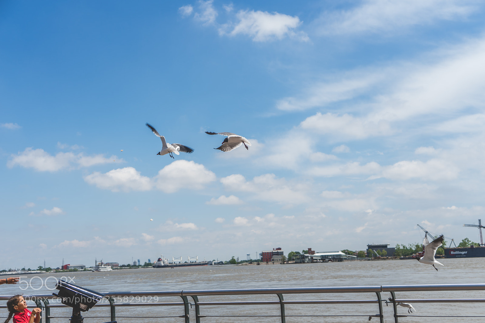 Sony a7 sample photo. Greedy... photography
