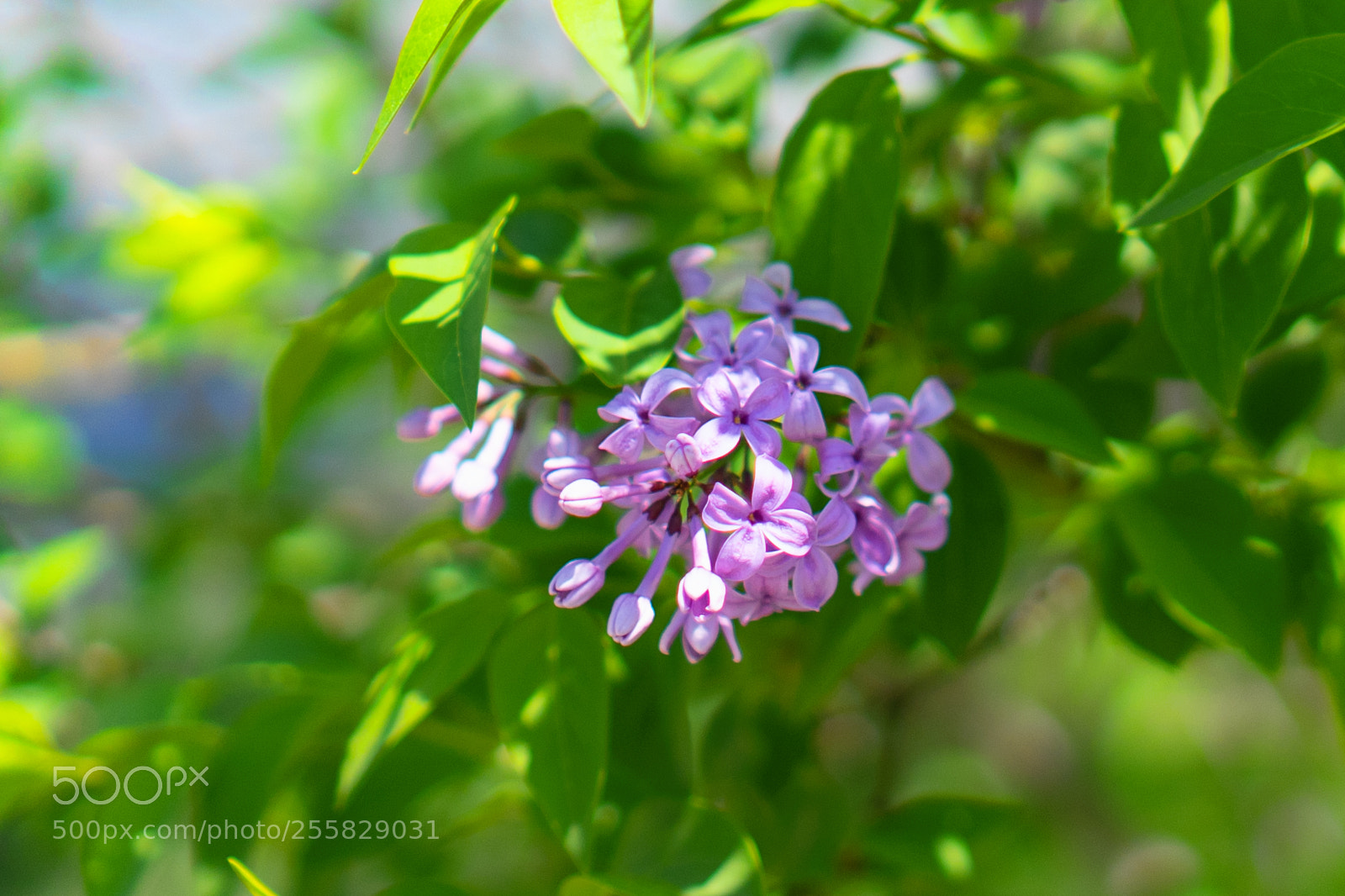 Sony a7 II sample photo. Spring photography