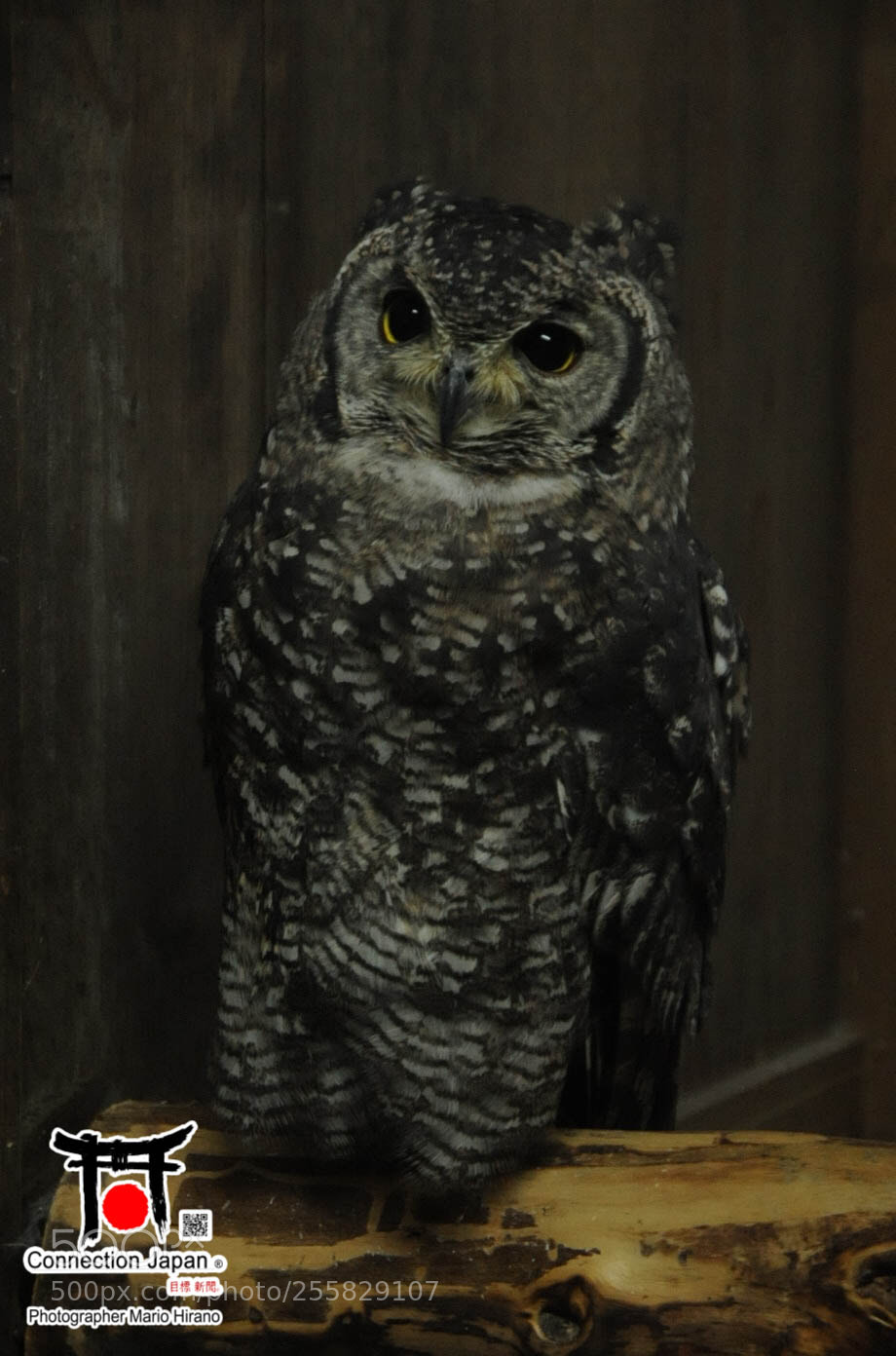 Nikon D700 sample photo. Sakura photography