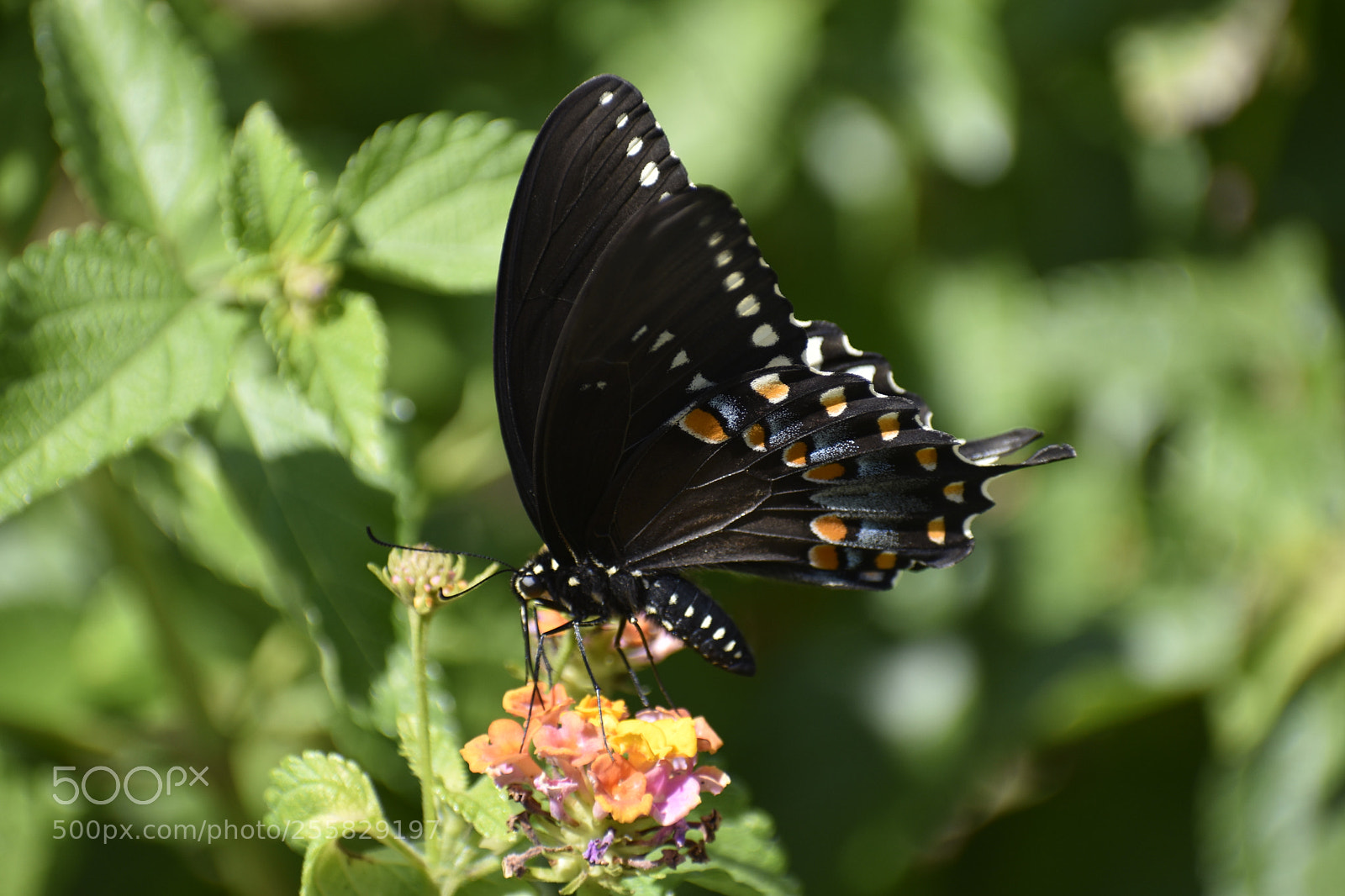Nikon D5500 sample photo. Spicebush swallowtail butterfly (male) photography