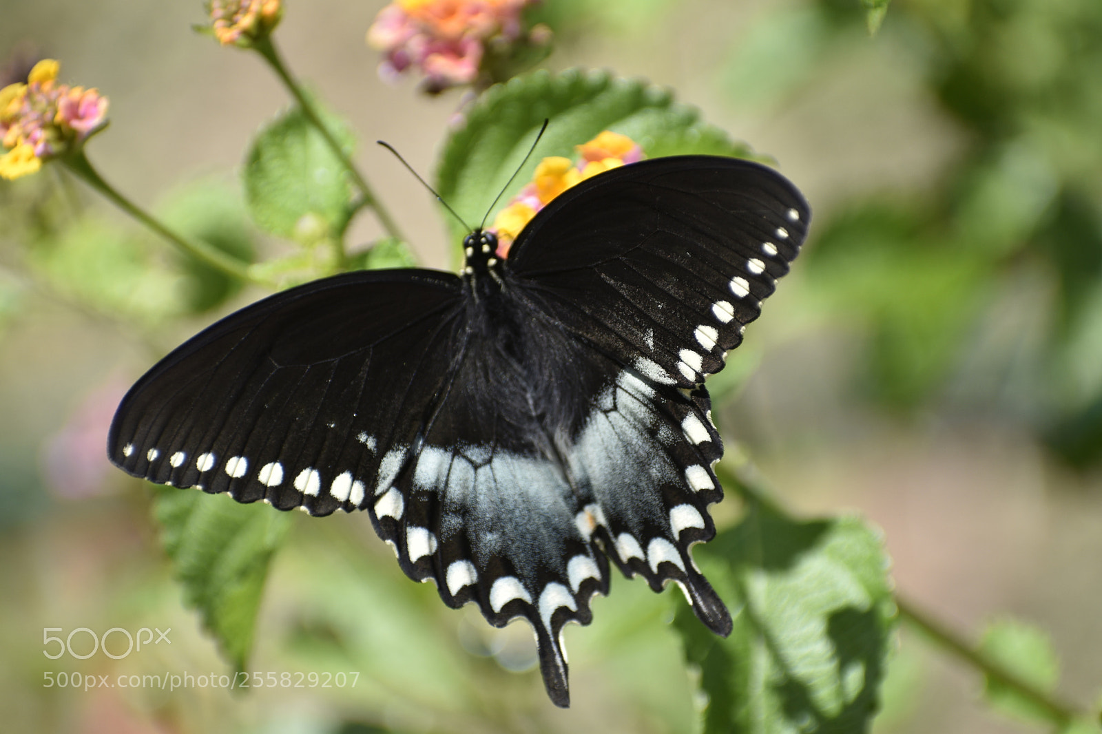 Nikon D5500 sample photo. Spicebush swallowtail butterfly (male) photography