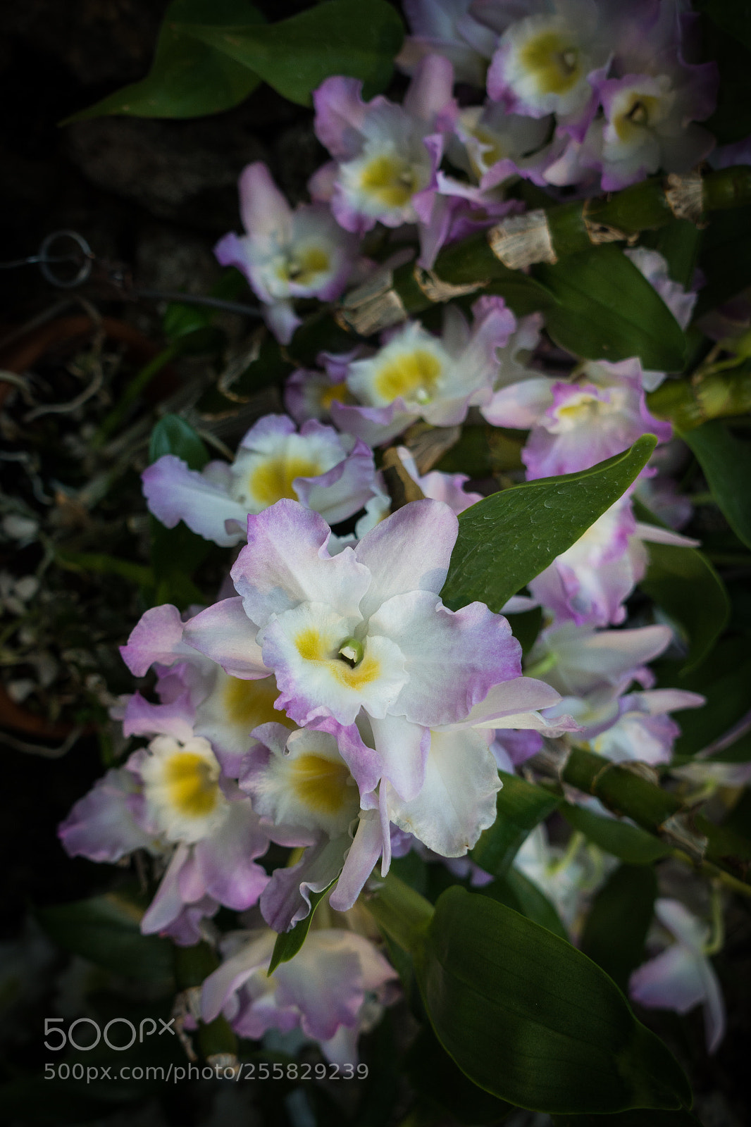 Sony DSC-RX100M5 sample photo. Mystery mood photography