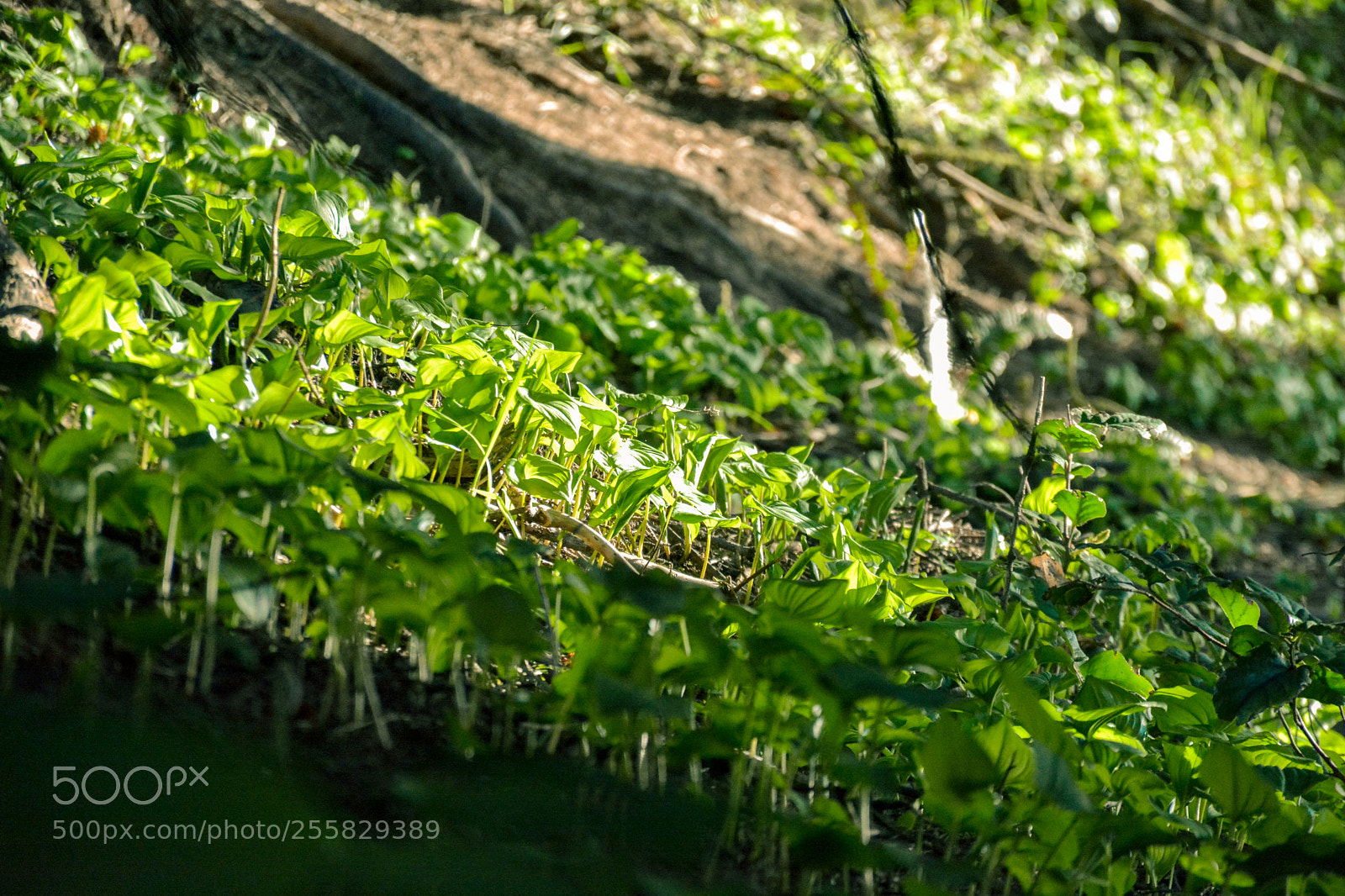 Nikon D7100 sample photo. Spring stuff photography