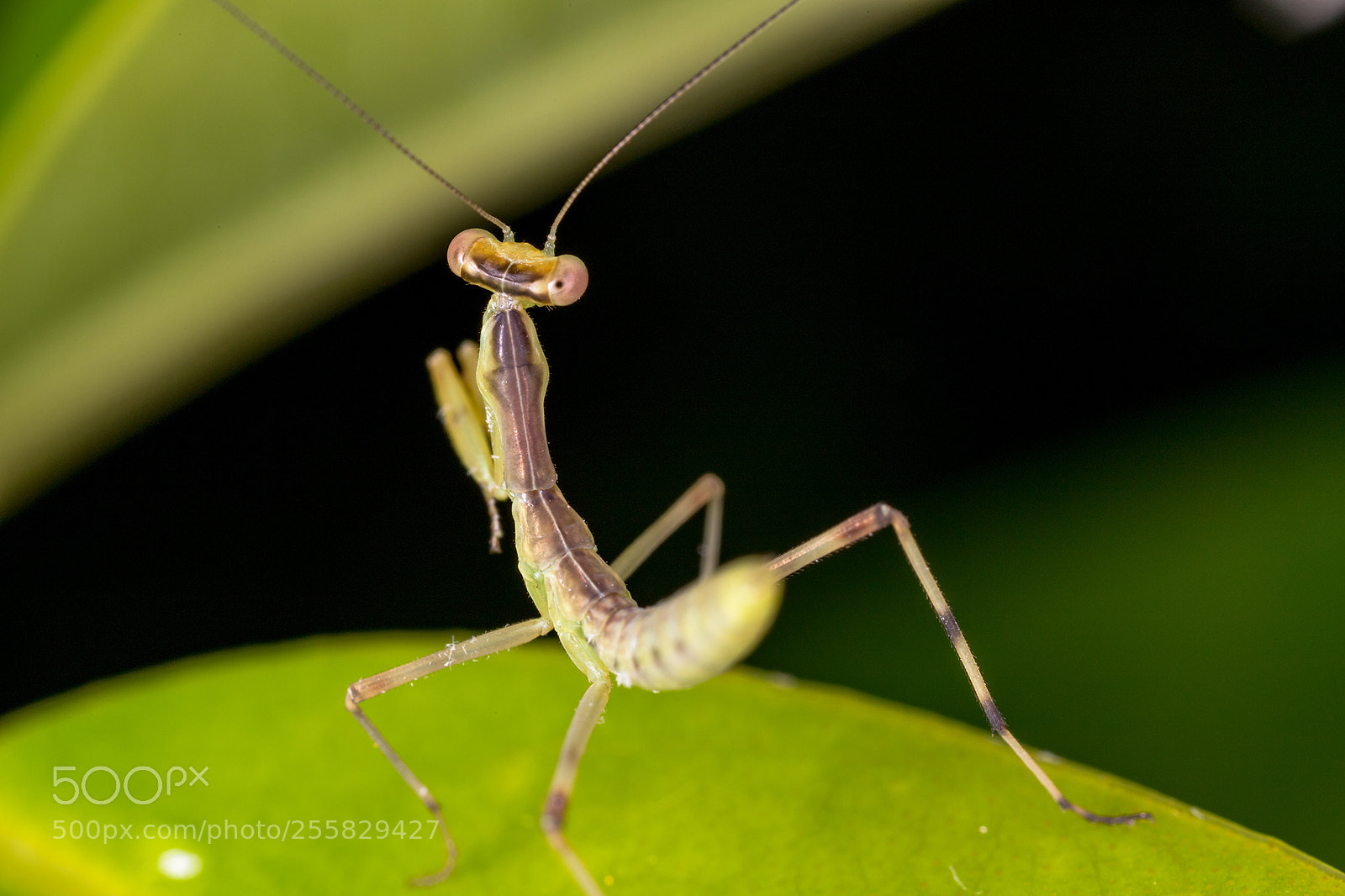 Canon EOS 6D Mark II sample photo. World of macros photography