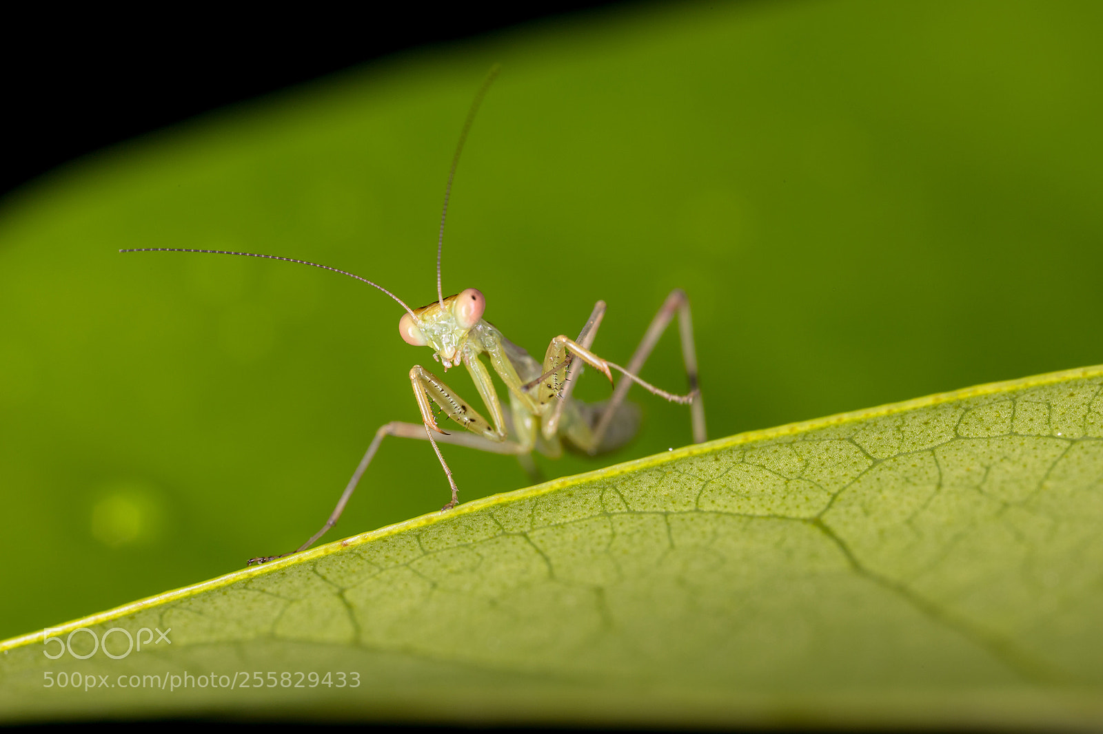 Canon EOS 6D Mark II sample photo. World of macros photography
