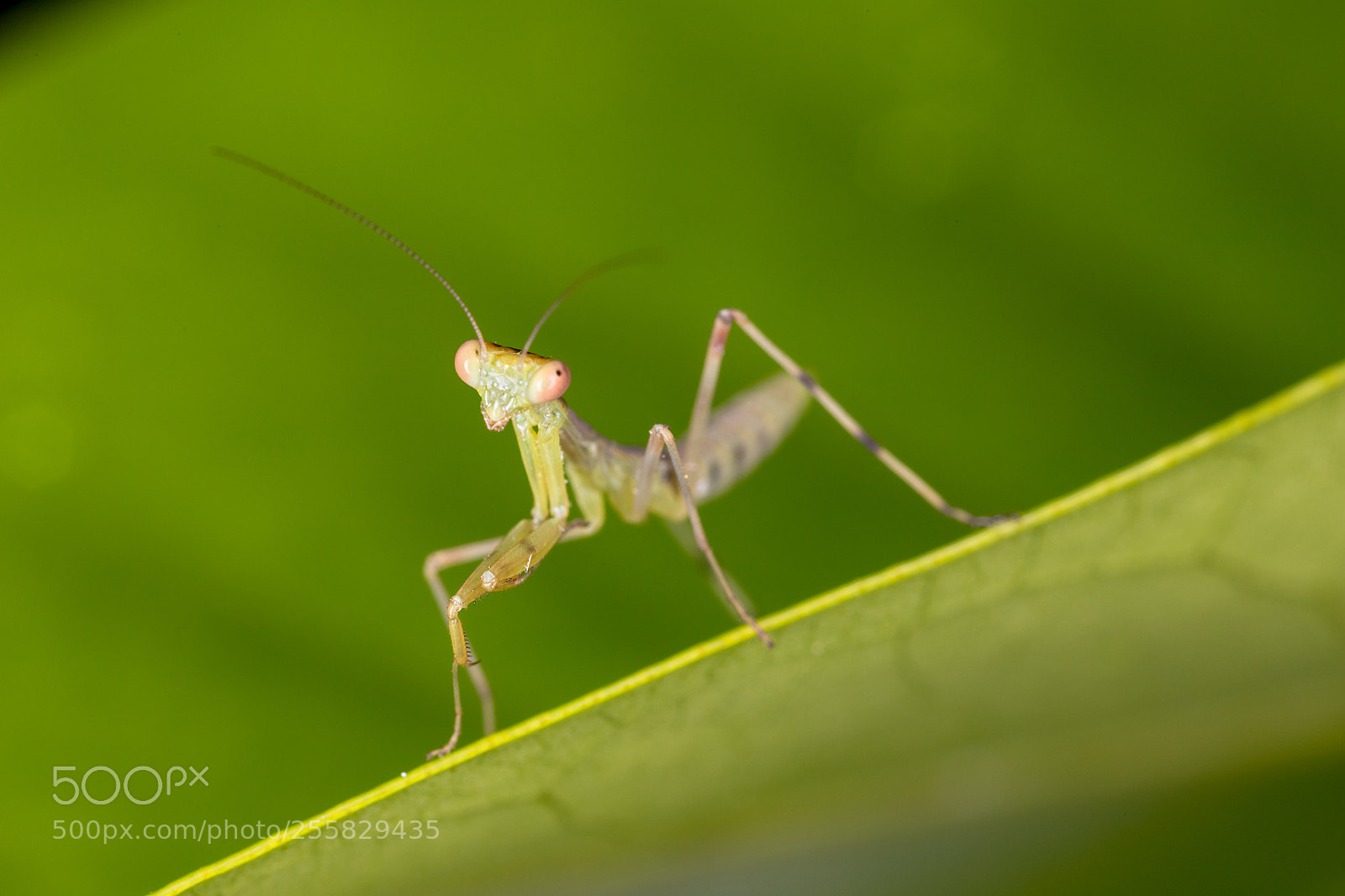 Canon EOS 6D Mark II sample photo. World of macros photography