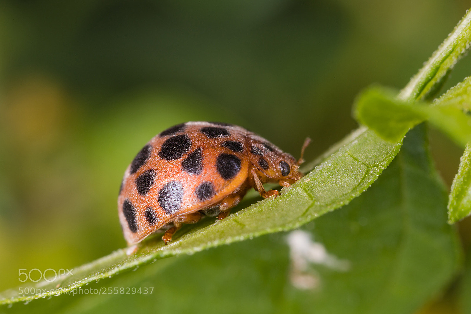 Canon EOS 6D Mark II sample photo. World of macros photography