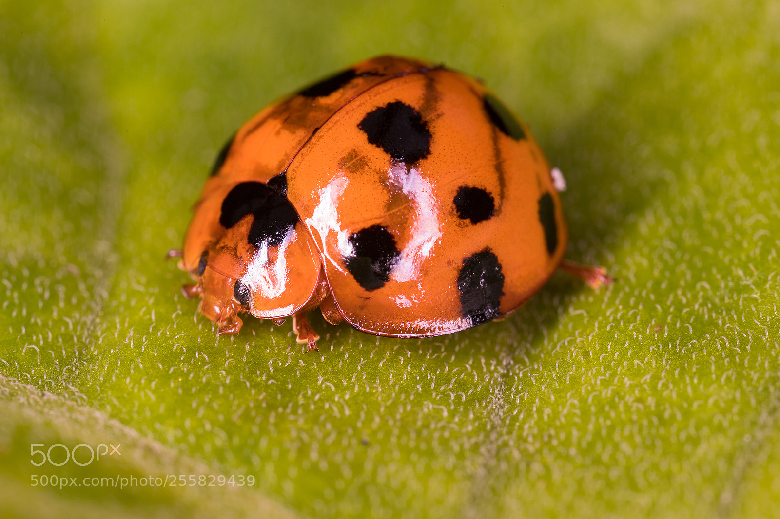 Canon EOS 6D Mark II sample photo. World of macros photography
