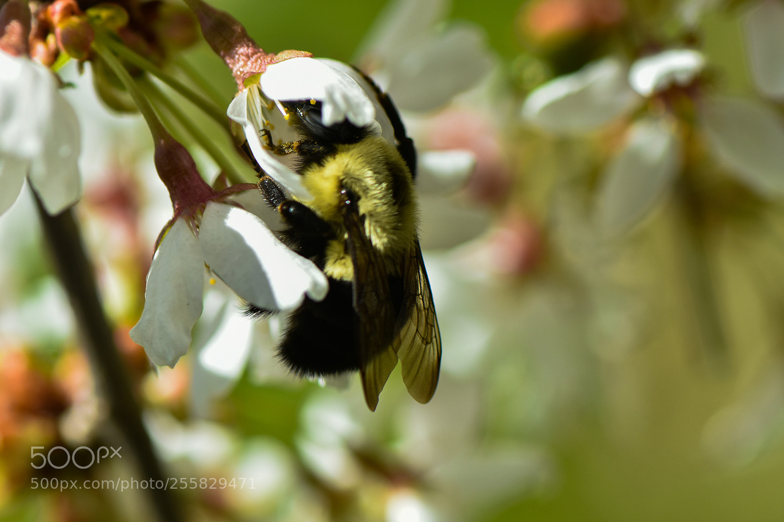 Nikon D3400 sample photo. Fat bee photography