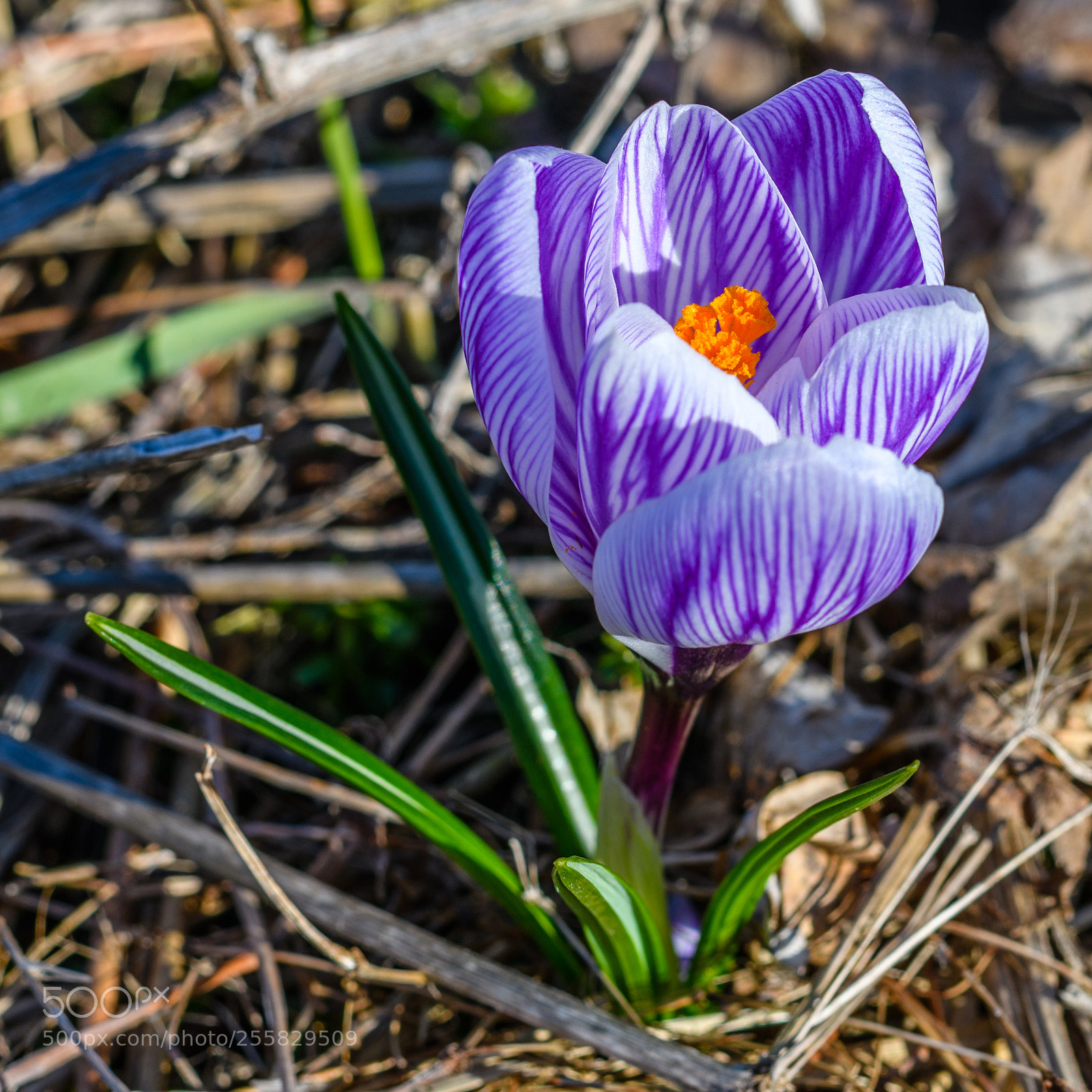 Nikon D850 sample photo. Spring photography