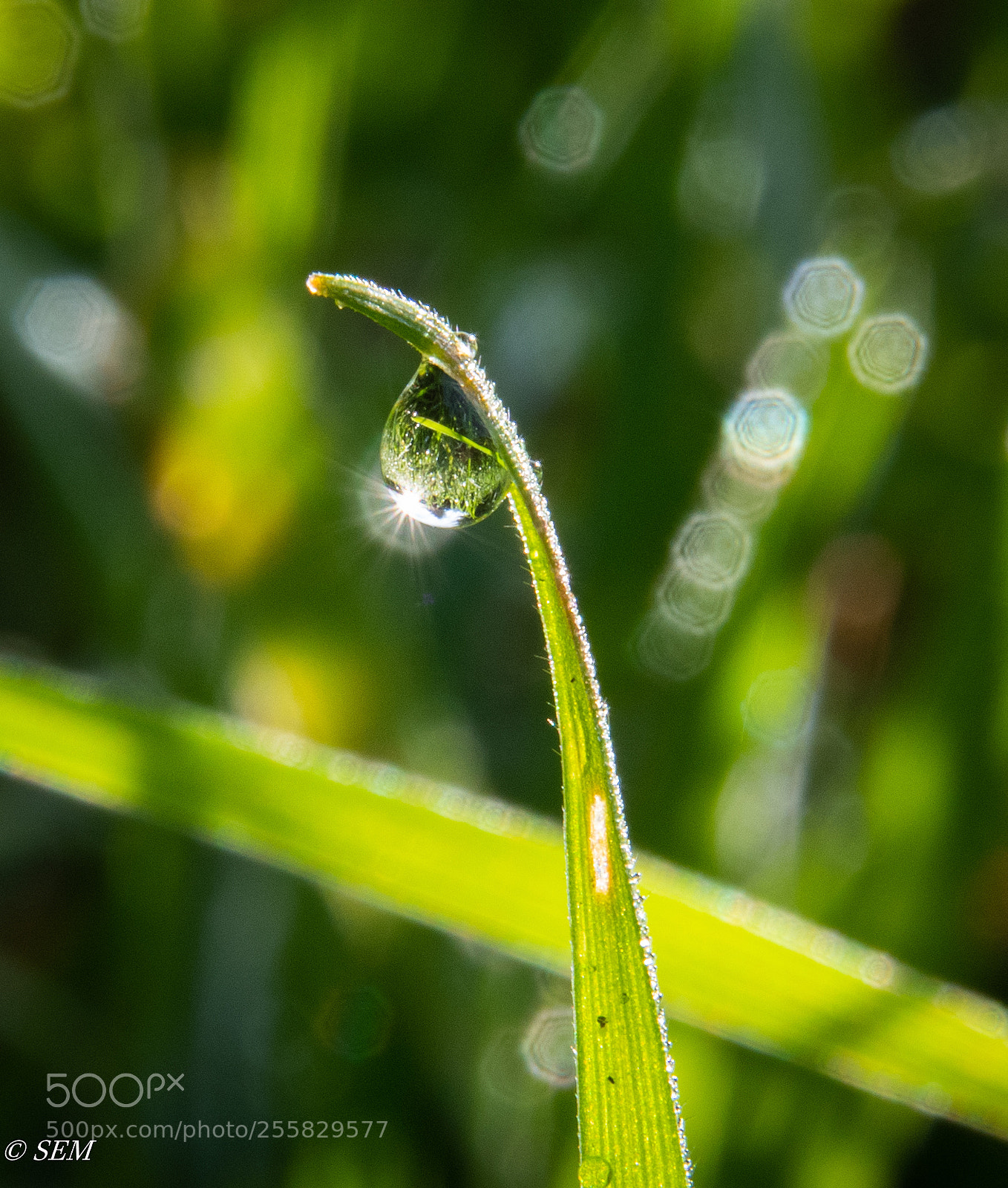 Nikon D850 sample photo. Grassdropapr photography