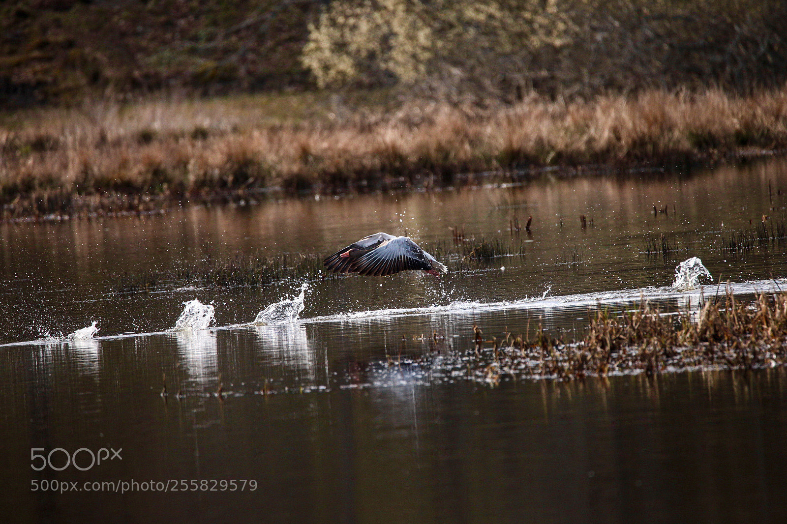 Canon EOS 6D sample photo. Untitled photography