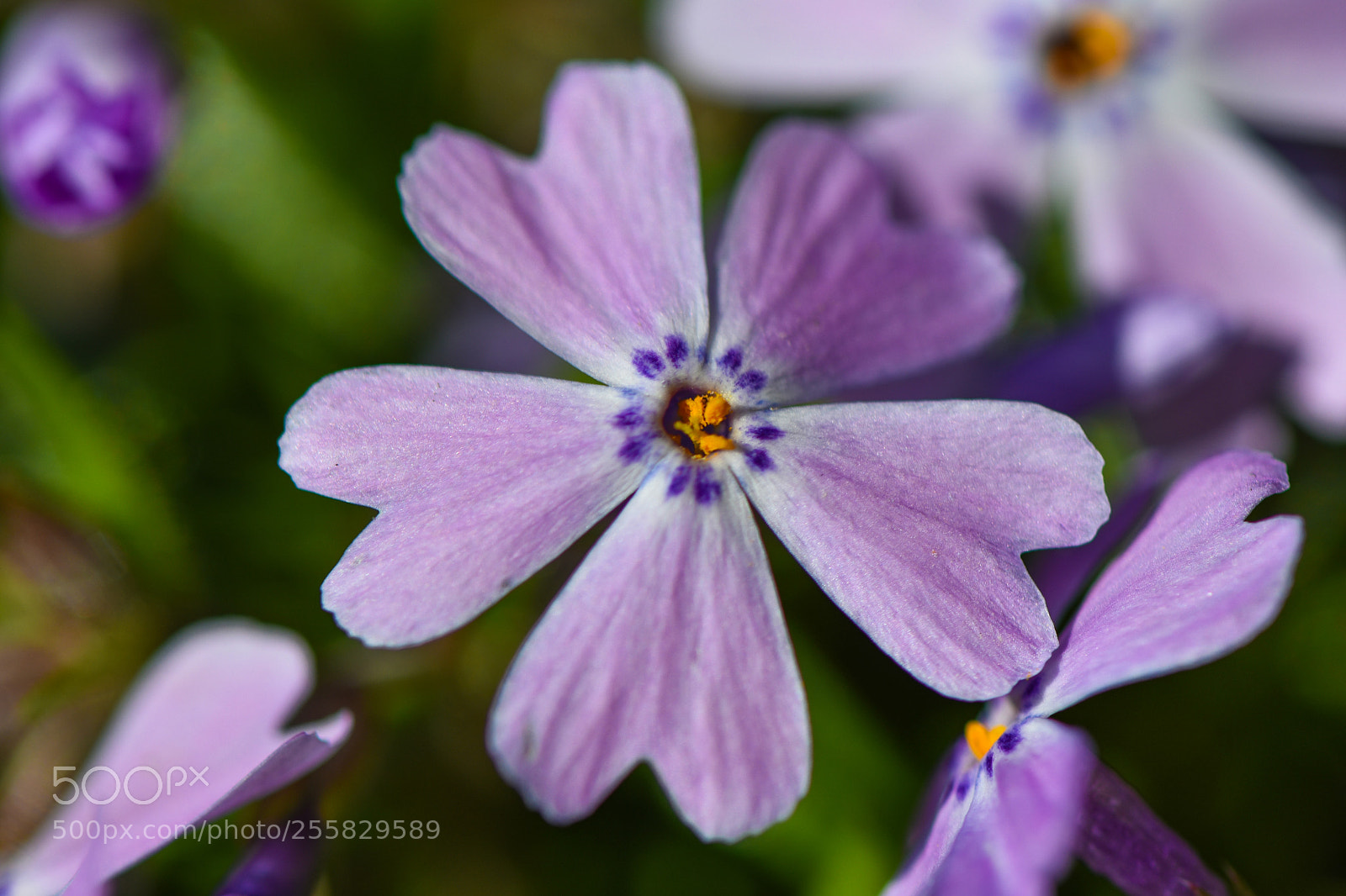 Nikon D3400 sample photo. Tiny flower photography