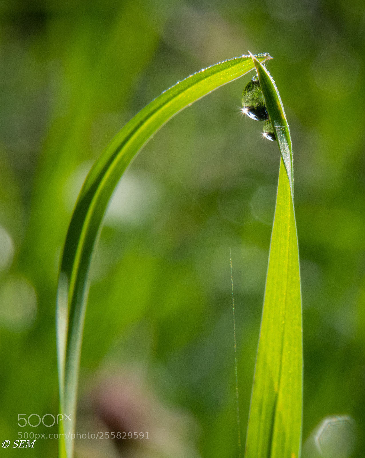 Nikon D850 sample photo. Grassdropsapr photography