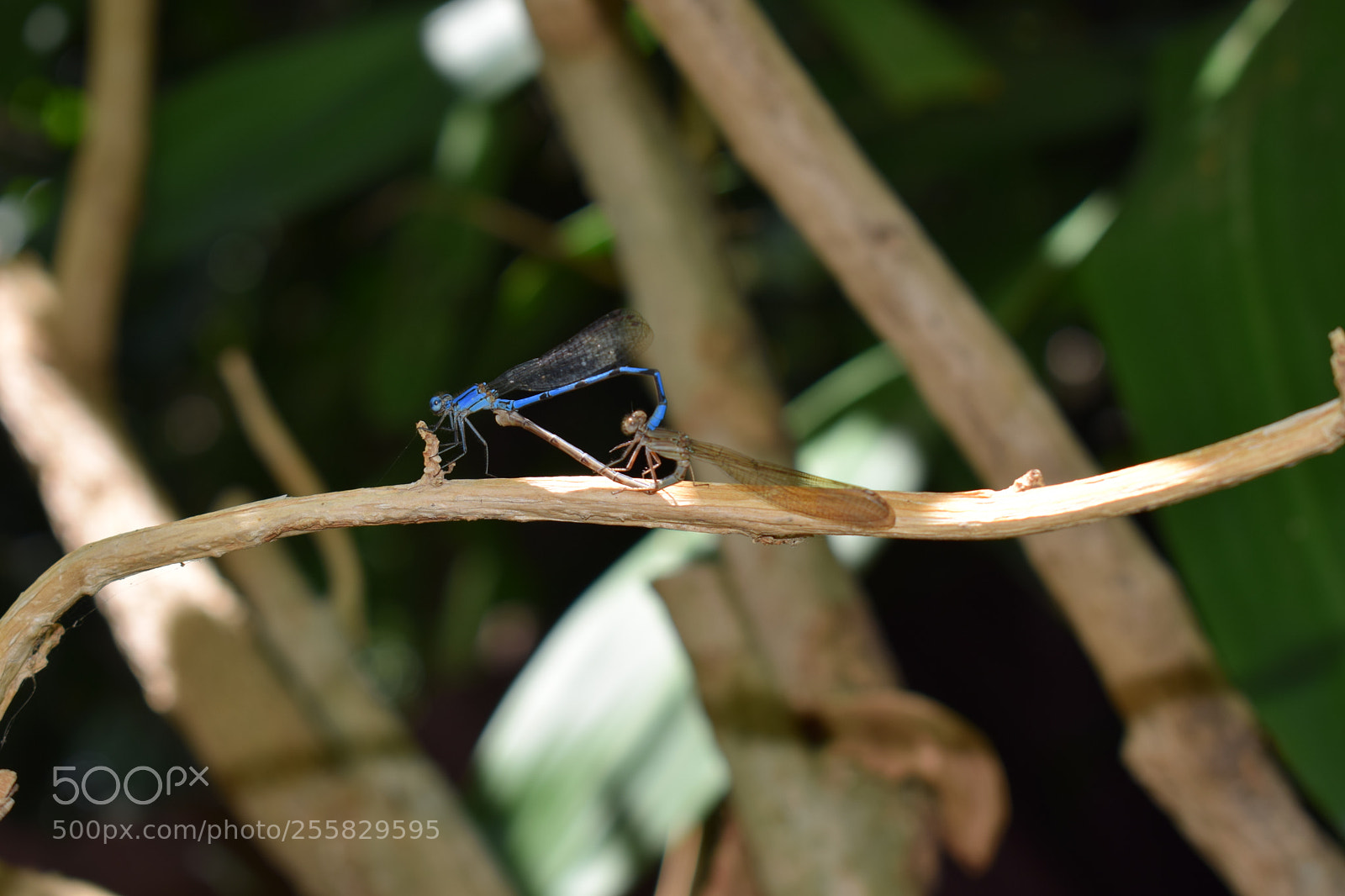 Nikon D5300 sample photo. Dragonfly blue photography