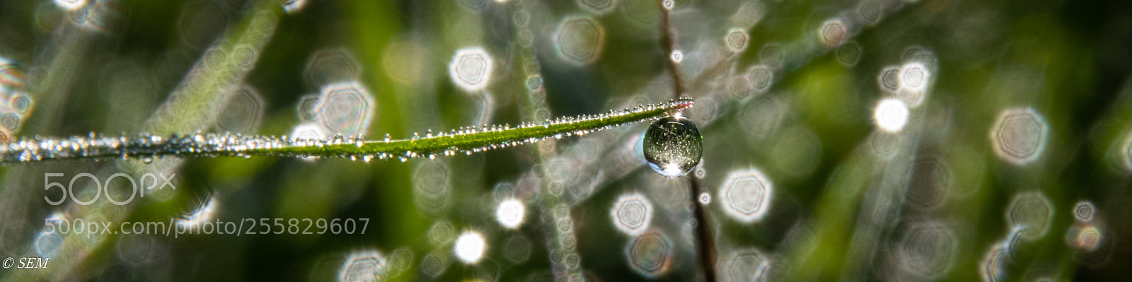 Nikon D850 sample photo. Tinydropapr photography