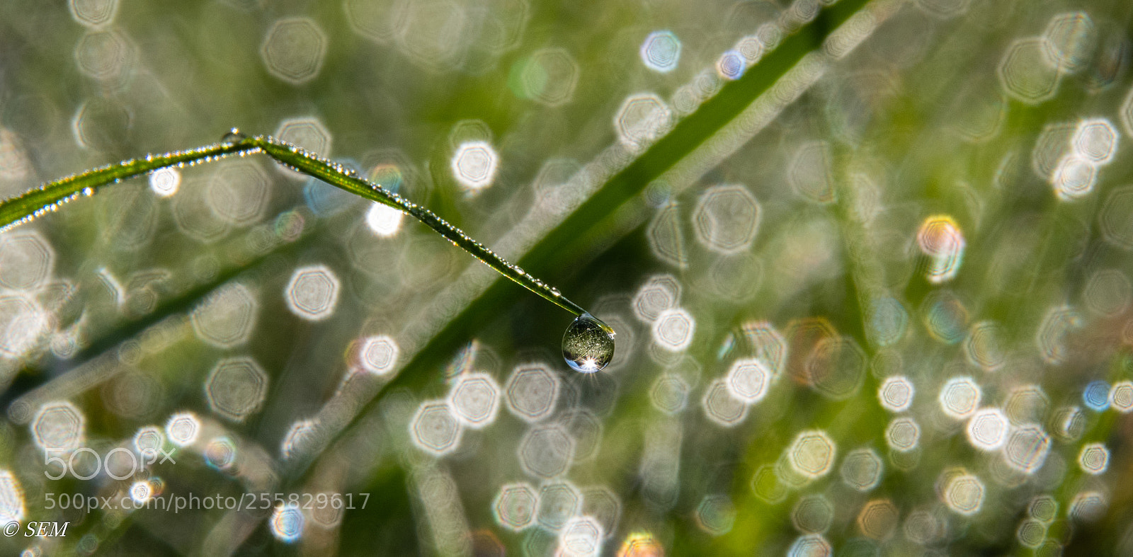 Nikon D850 sample photo. Tinydropapr photography