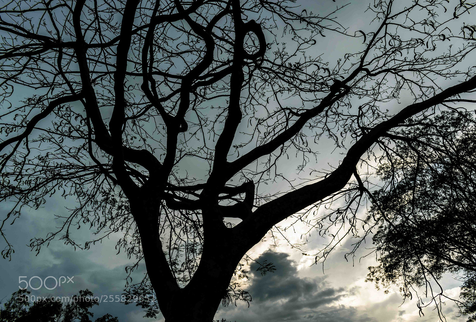 Nikon D5300 sample photo. Ed photography