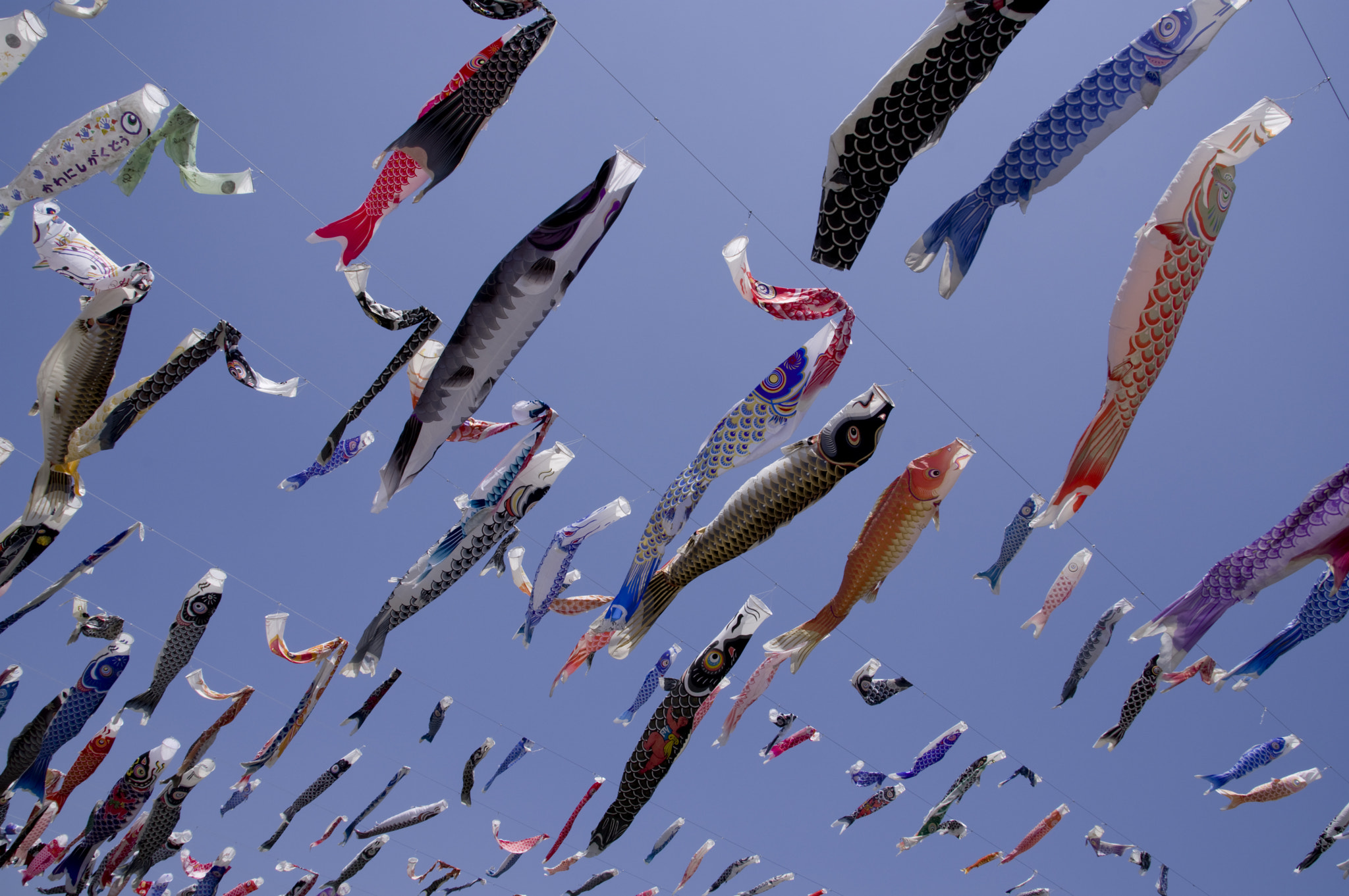 Pentax KP sample photo. Carp-shaped streamer photography