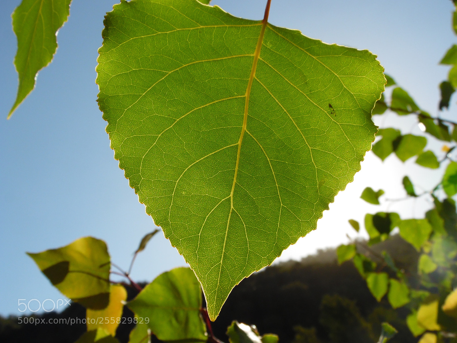 Samsung WB1100F/WB1101F/WB1102F sample photo. Untitled photography