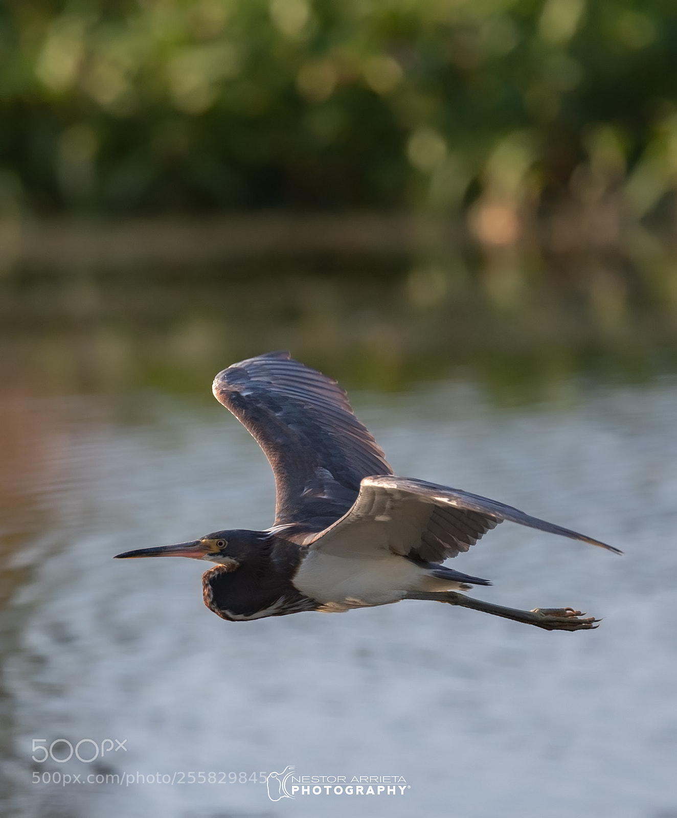 Canon EOS-1D X Mark II sample photo. Tricolored heron photography