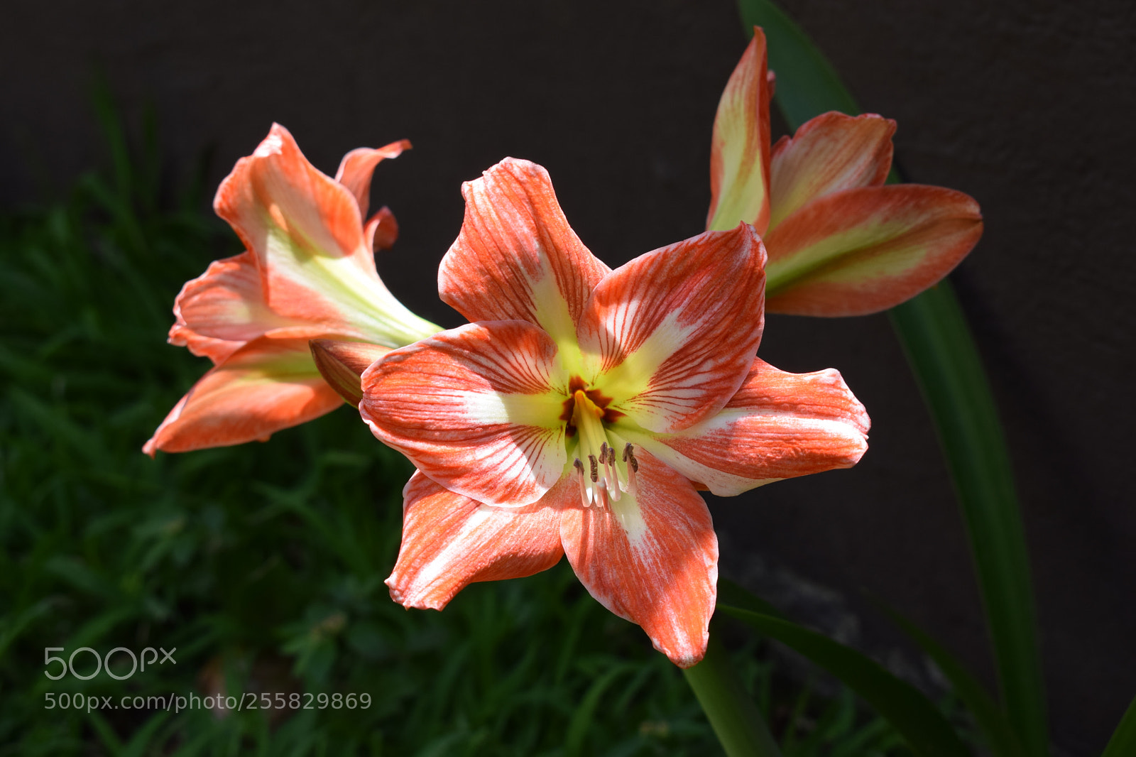 Nikon D5300 sample photo. Spring photography