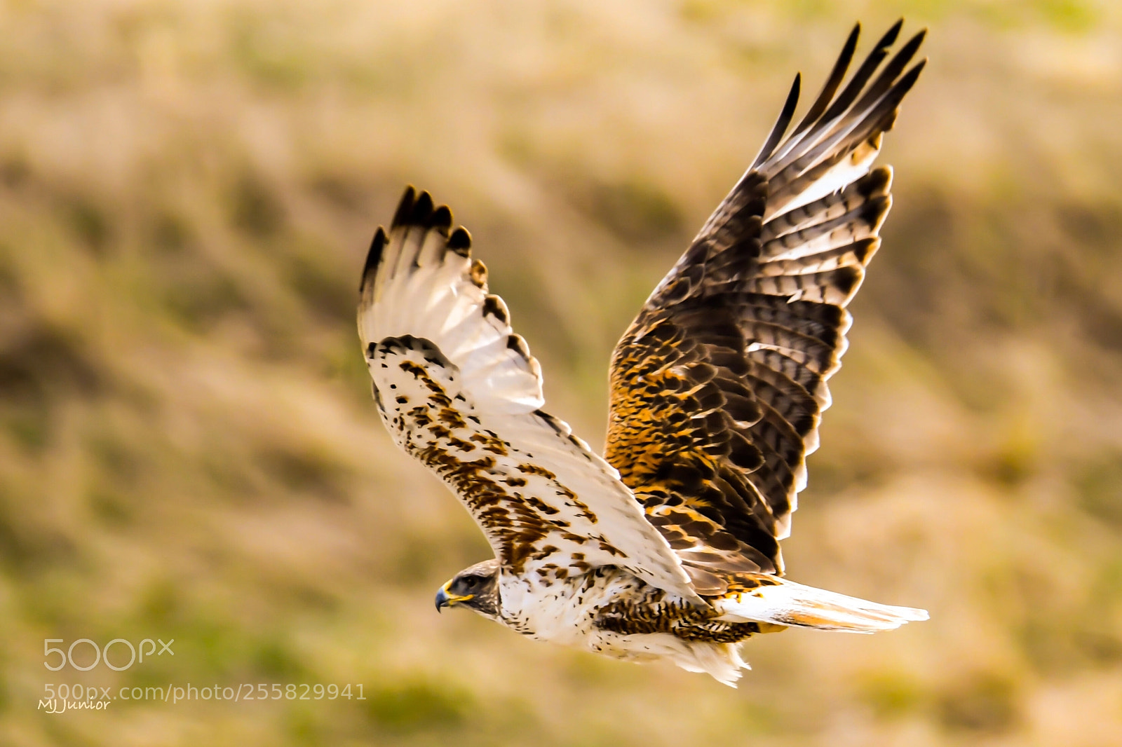 Nikon D7500 sample photo. Hawk 0015 photography