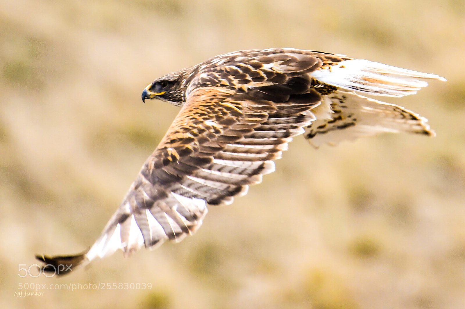 Nikon D7500 sample photo. Hawk 0016 photography