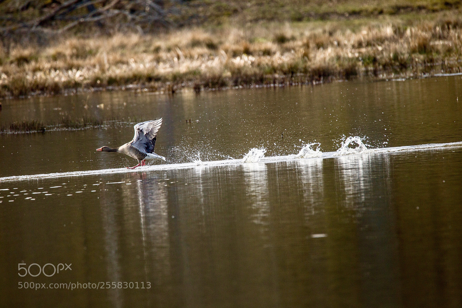Canon EOS 6D sample photo. Untitled photography