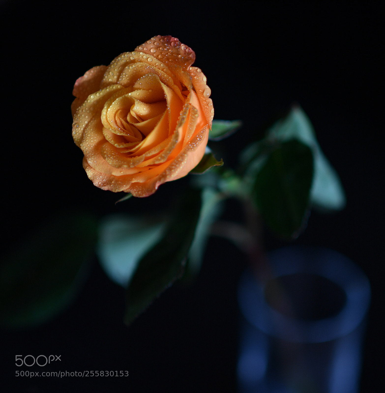 Nikon D5 sample photo. Yellow rose in a photography