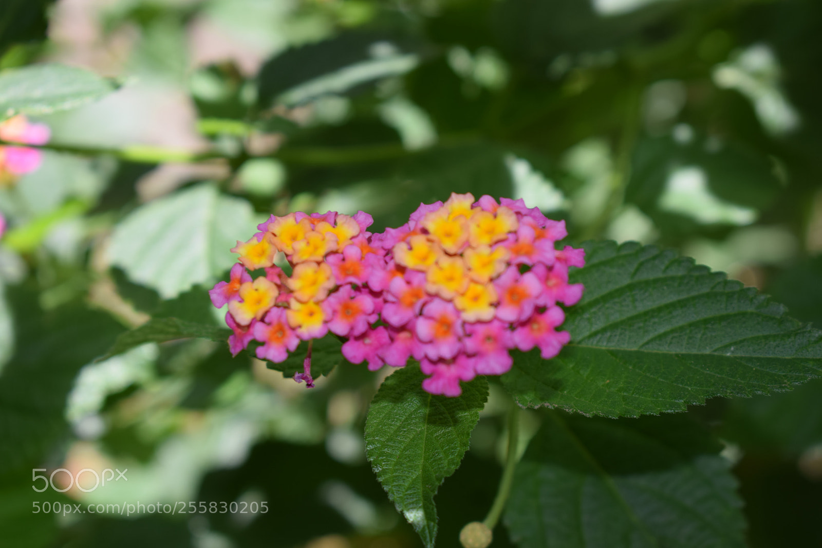 Nikon D5300 sample photo. Spring in my garden photography