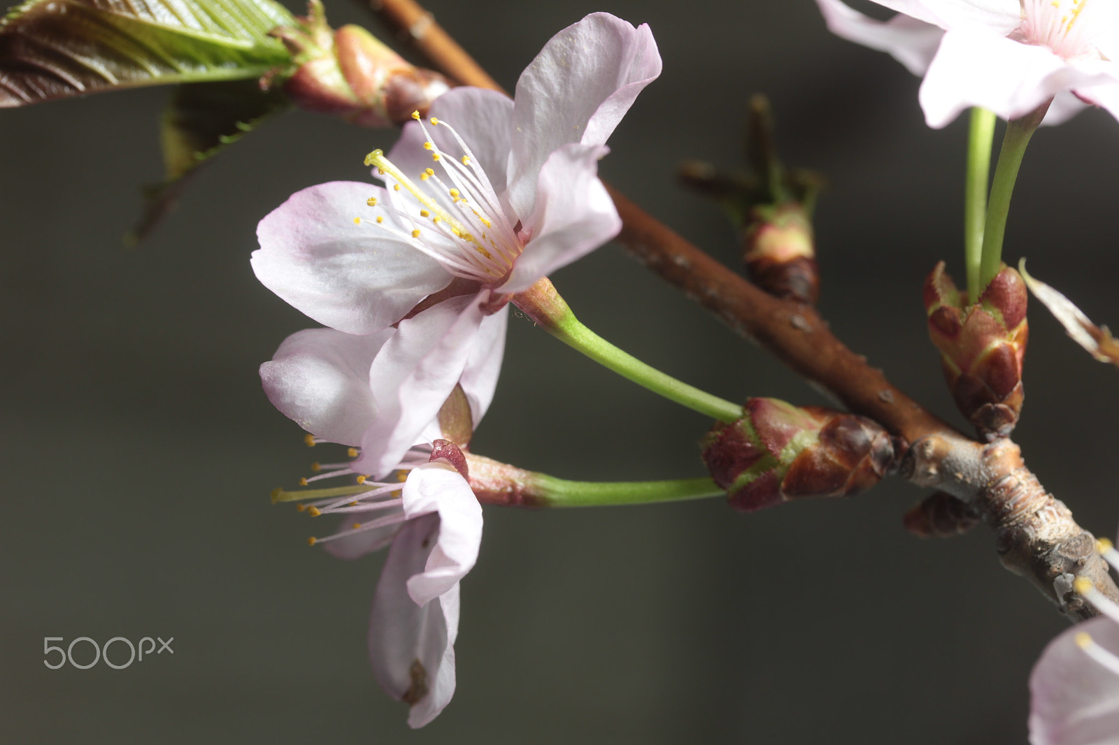 Canon EOS 550D (EOS Rebel T2i / EOS Kiss X4) sample photo. さくら photography