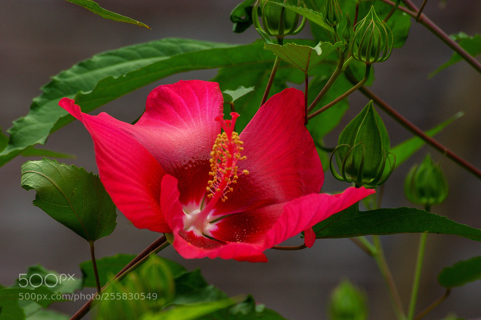 Sony Alpha DSLR-A290 sample photo. Hibiscus blossoms photography
