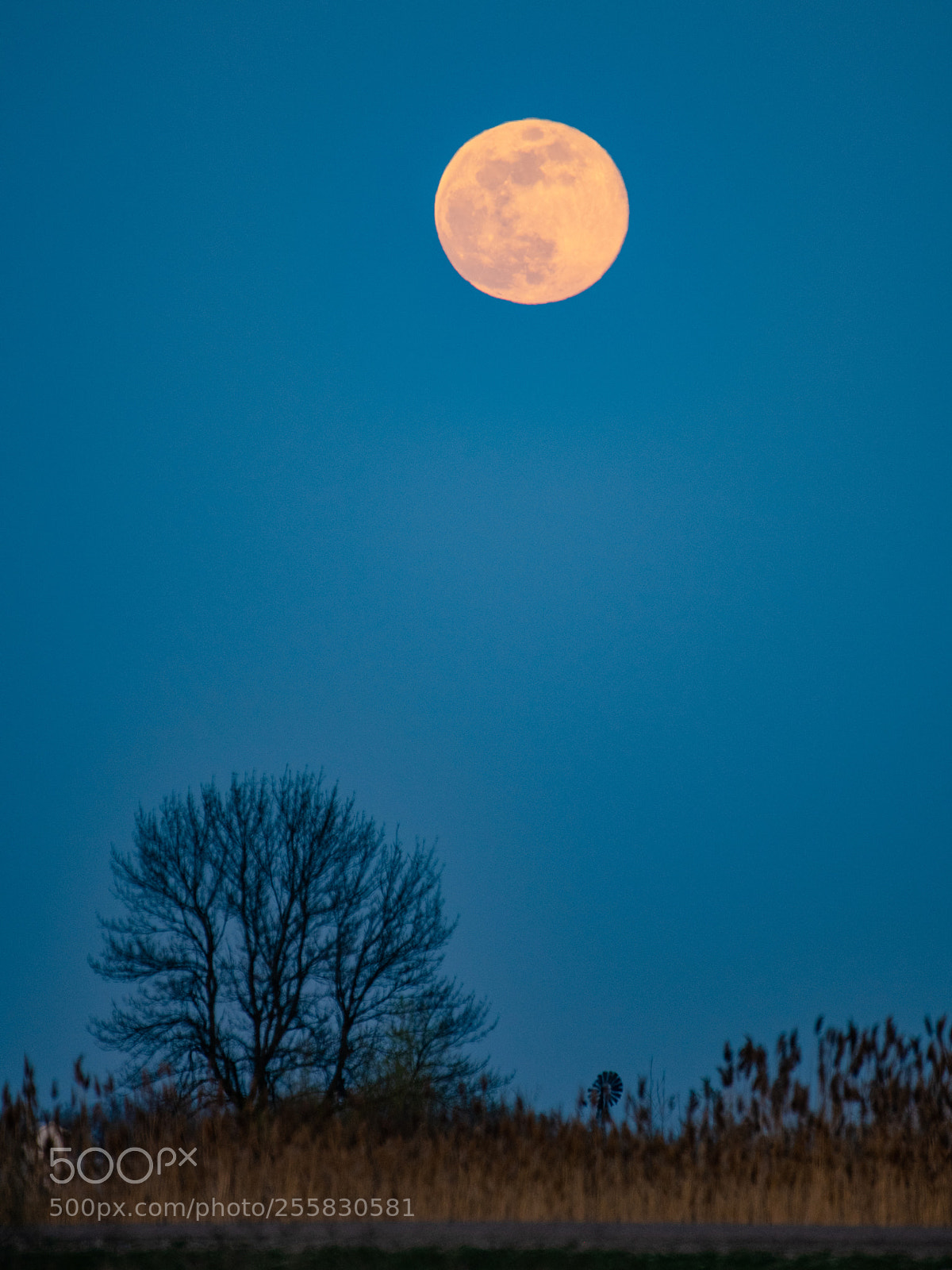 Nikon D850 sample photo. Full moon photography