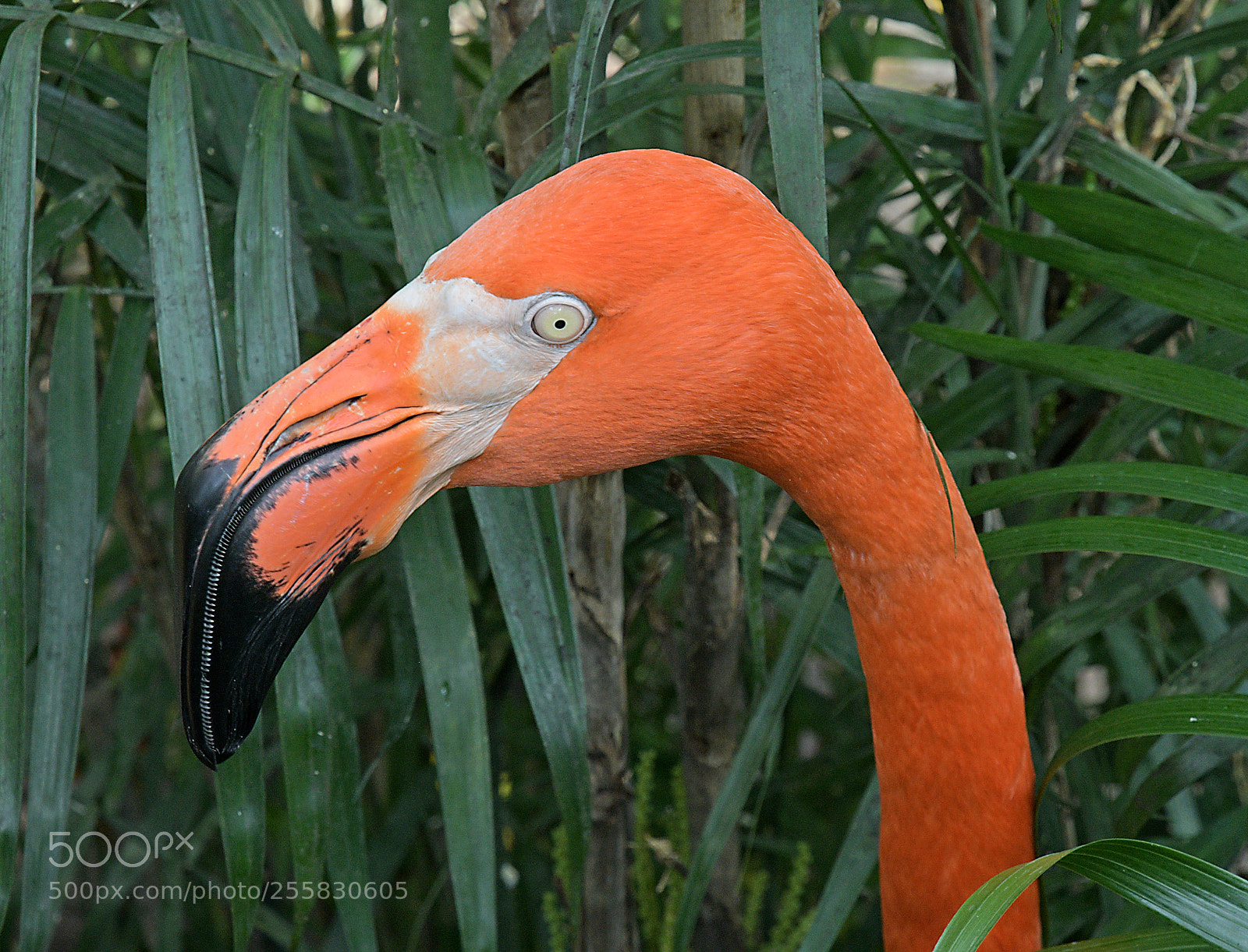 Nikon D7500 sample photo. Bird's eye view: flamingo photography