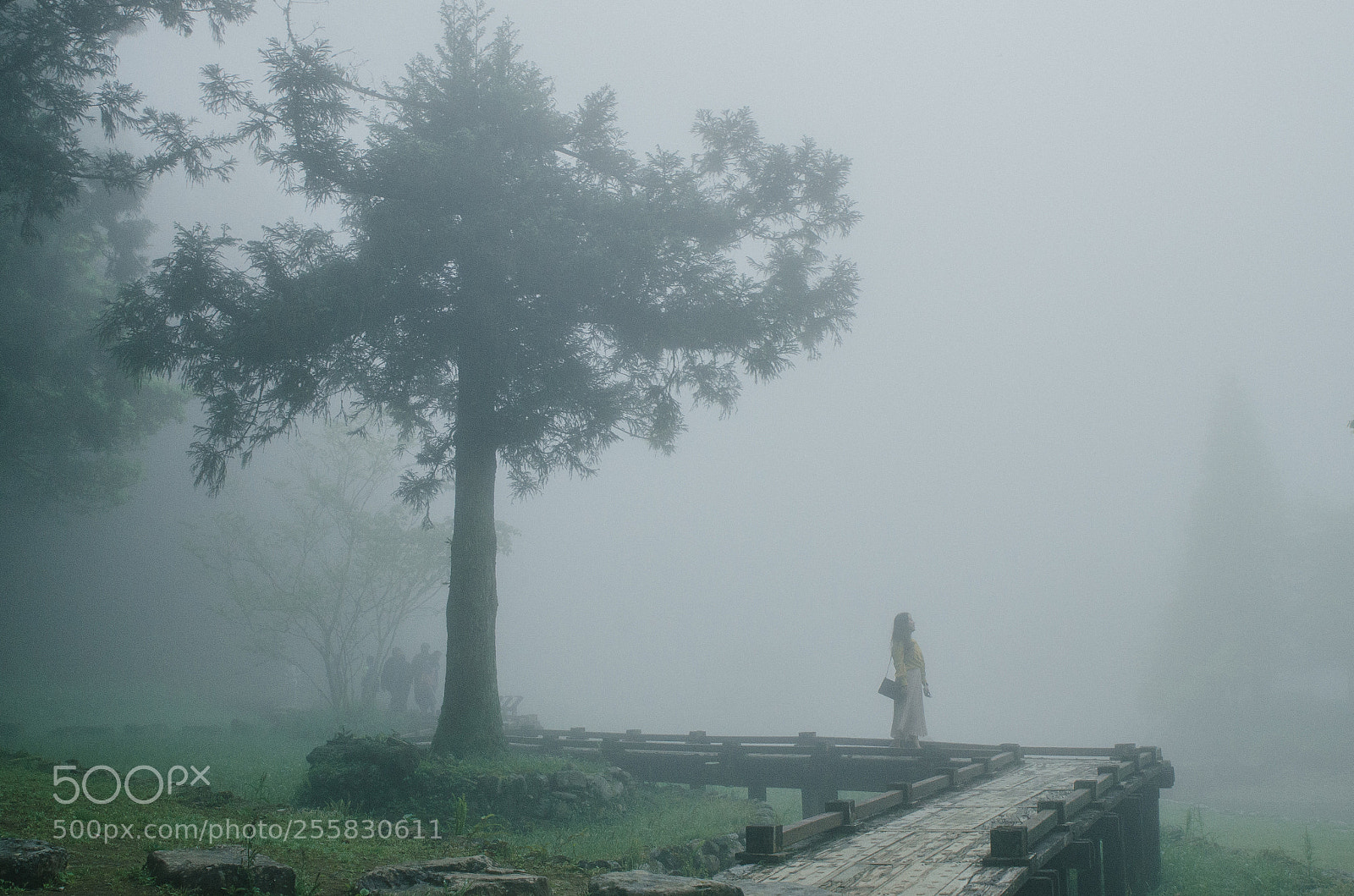 Nikon D7000 sample photo. Foggy photography
