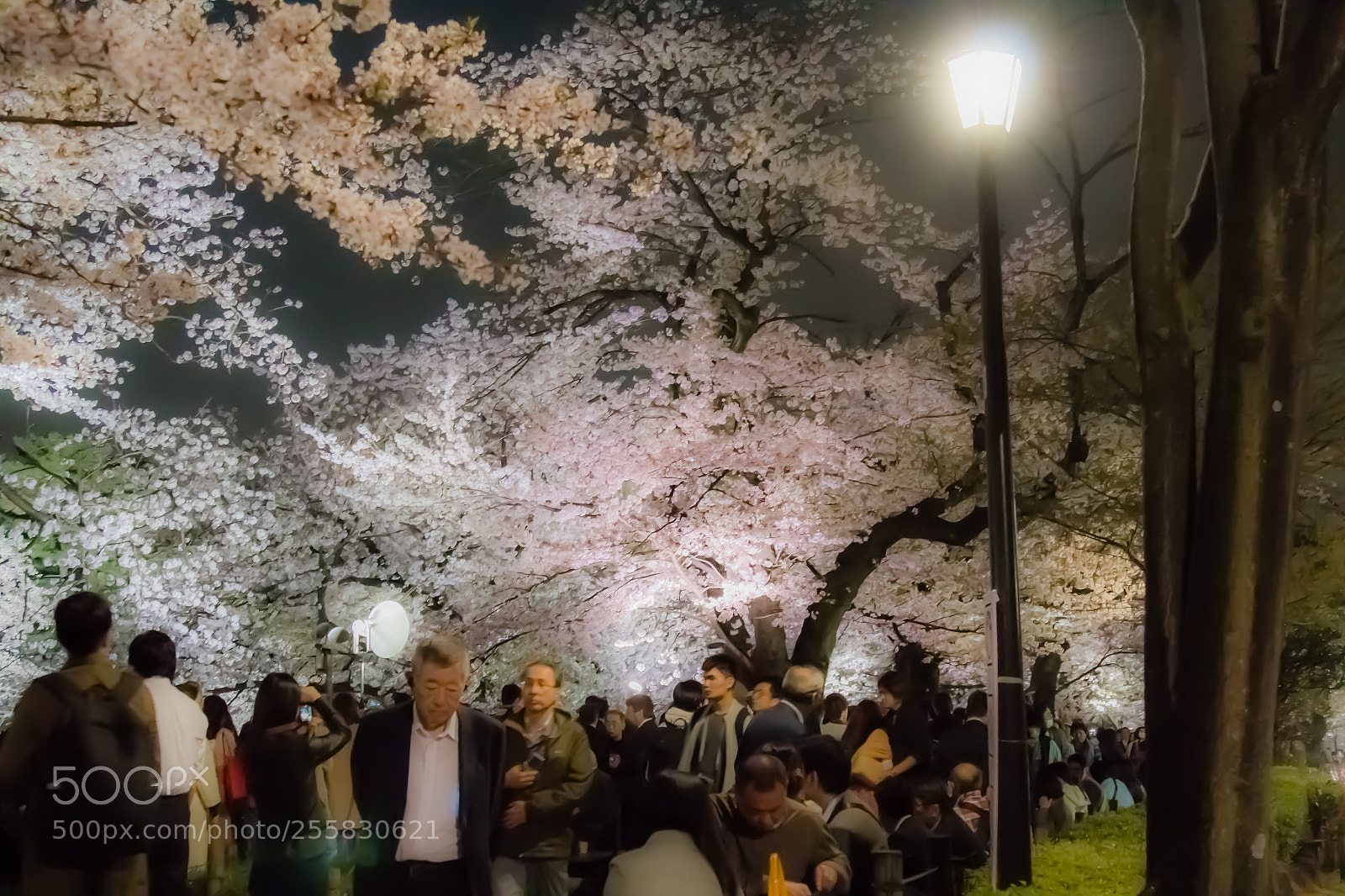 Canon EOS 70D sample photo. Moonlit hanami photography