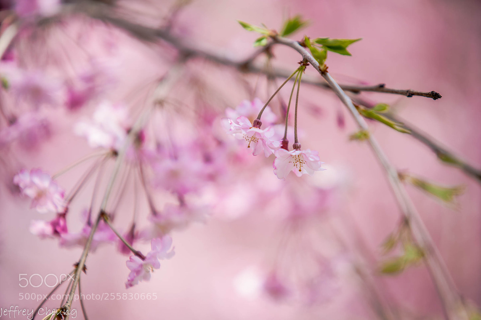 Sony a7R II sample photo. Cherries photography