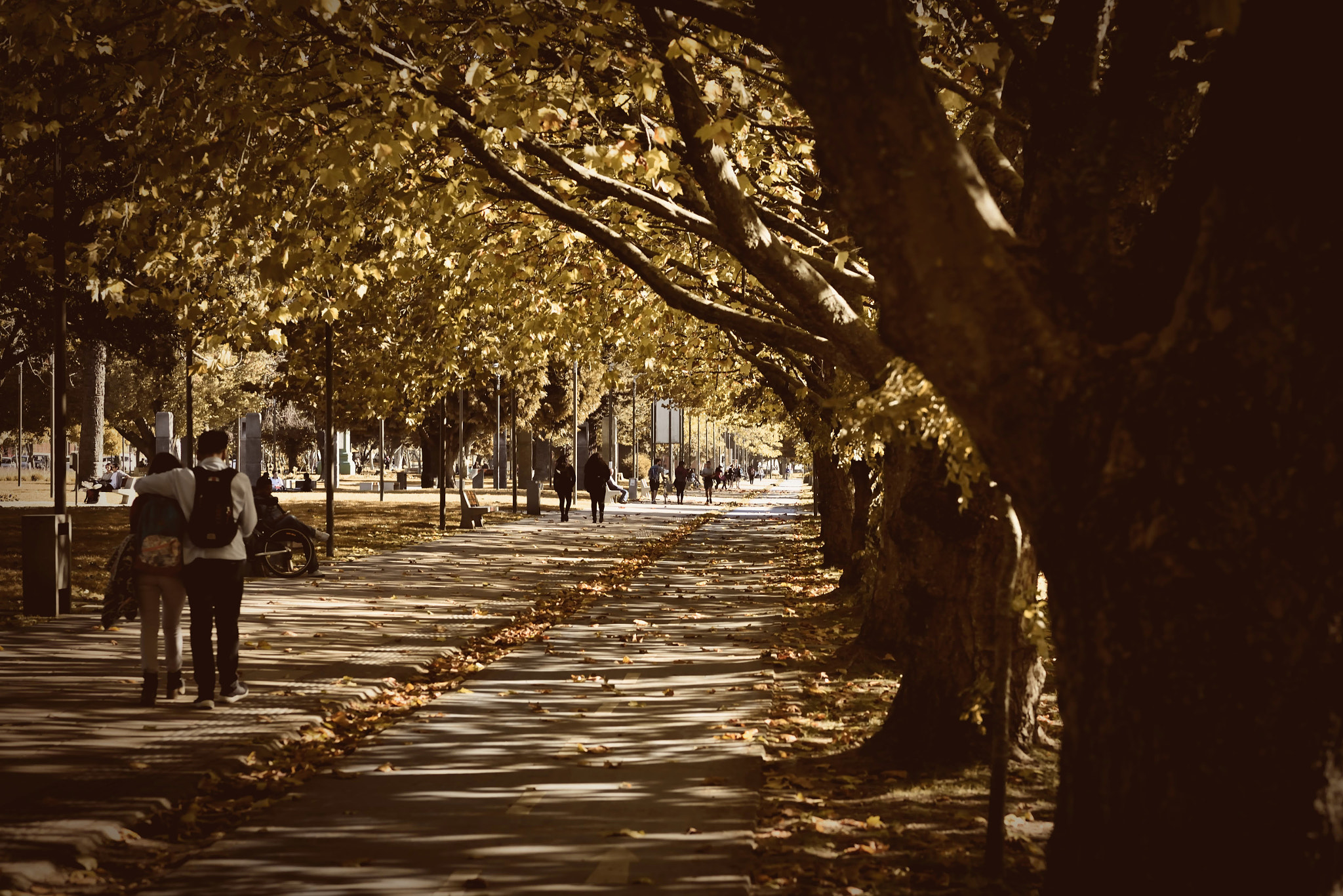 Nikon AF-S Nikkor 85mm F1.8G sample photo. Autumn walk in conce photography