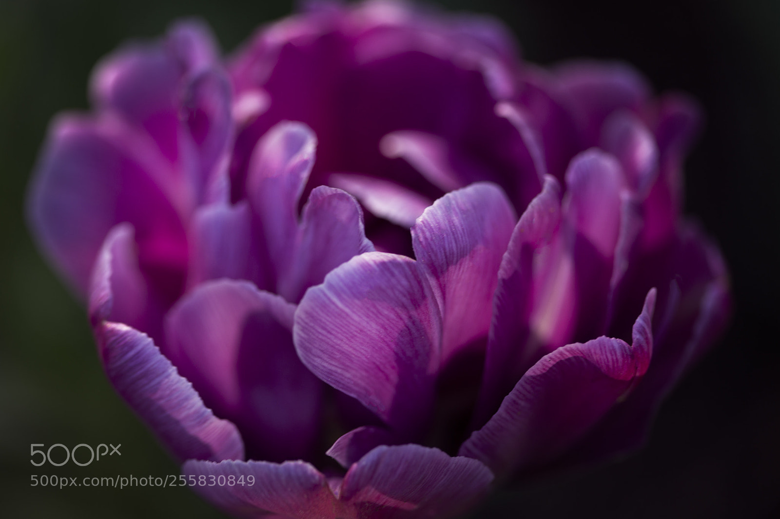 Canon EOS 6D sample photo. Monticello spring day flower photography