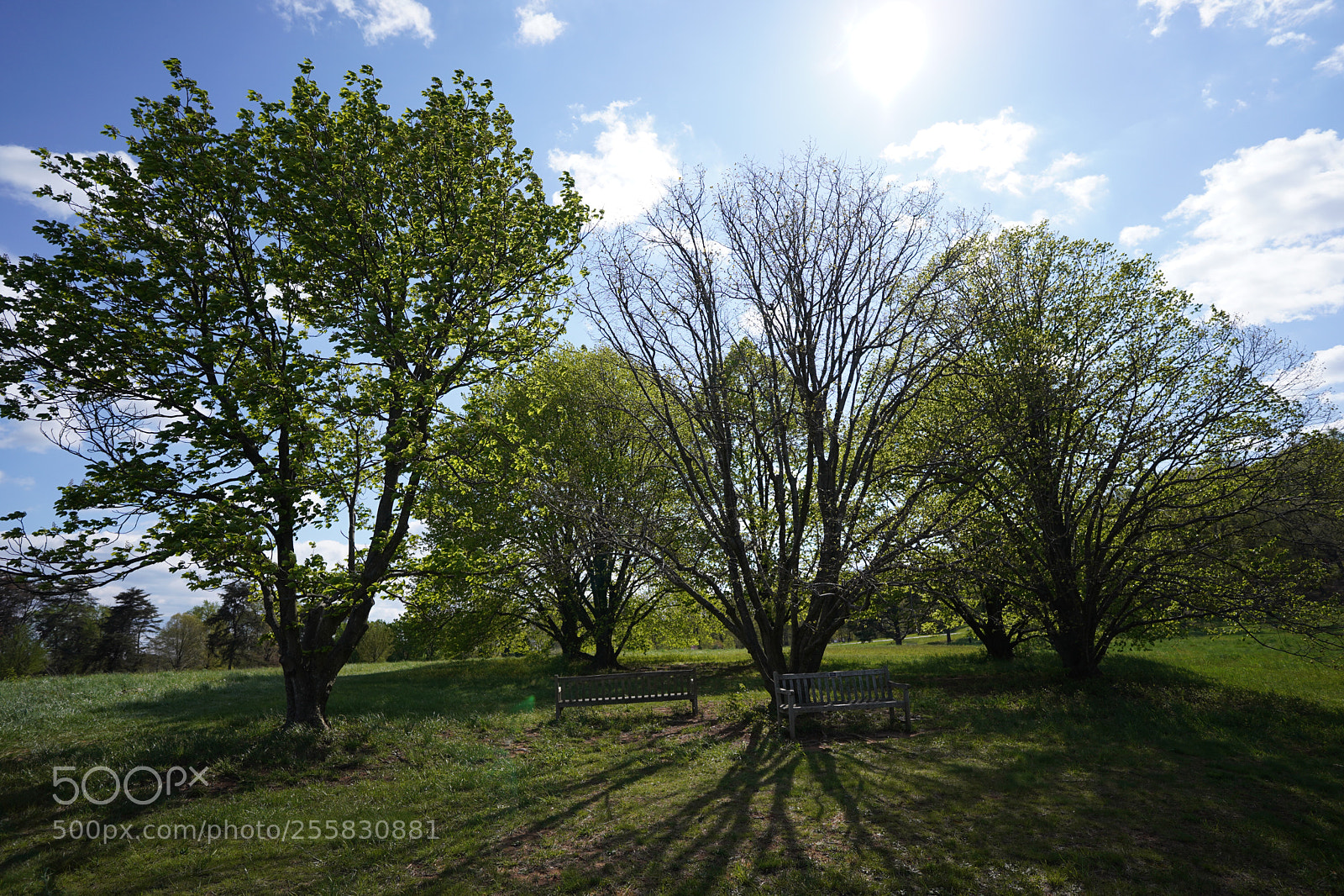 Sony a7 III sample photo. Tree life photography