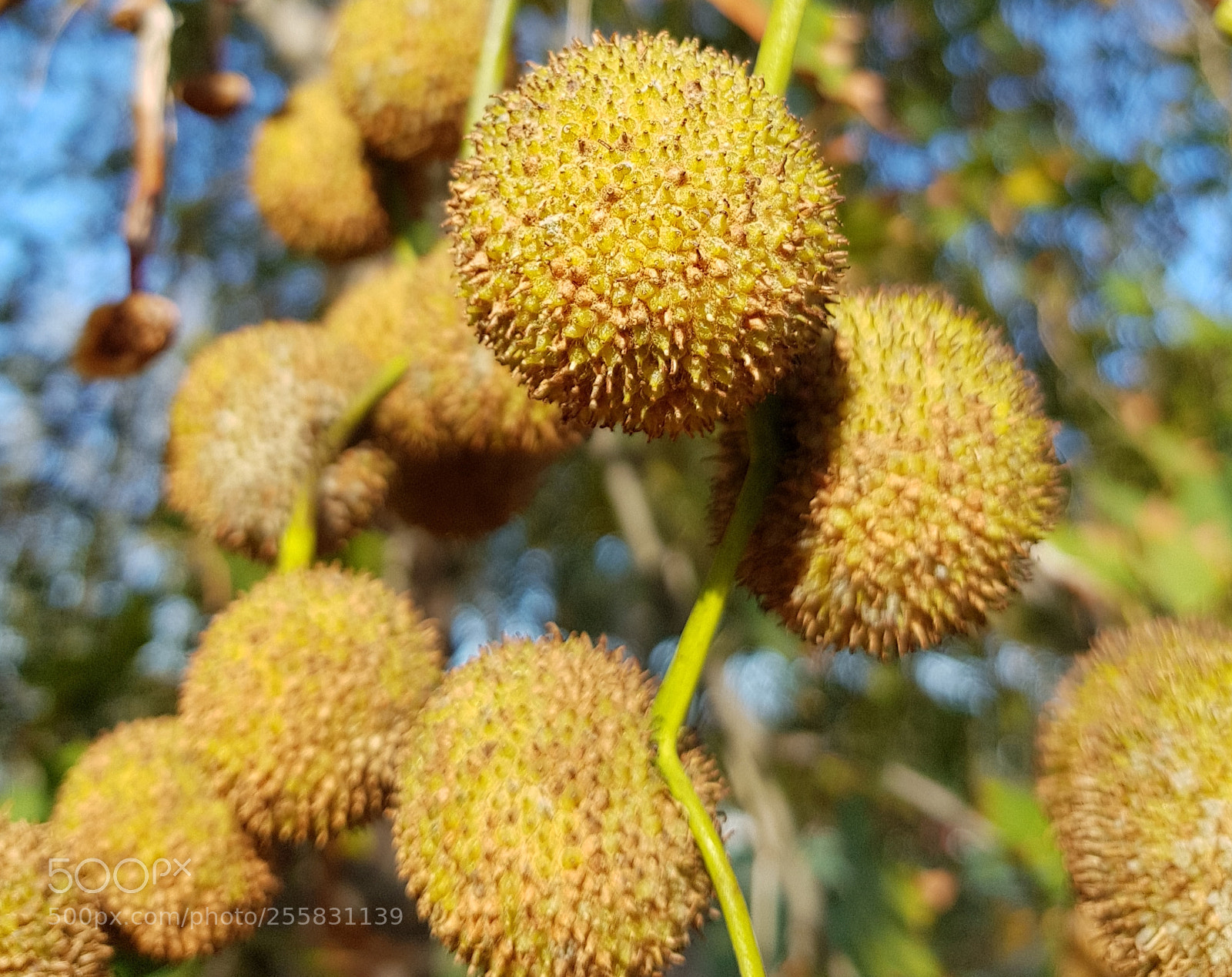 Samsung Galaxy S8 sample photo. Pom poms photography