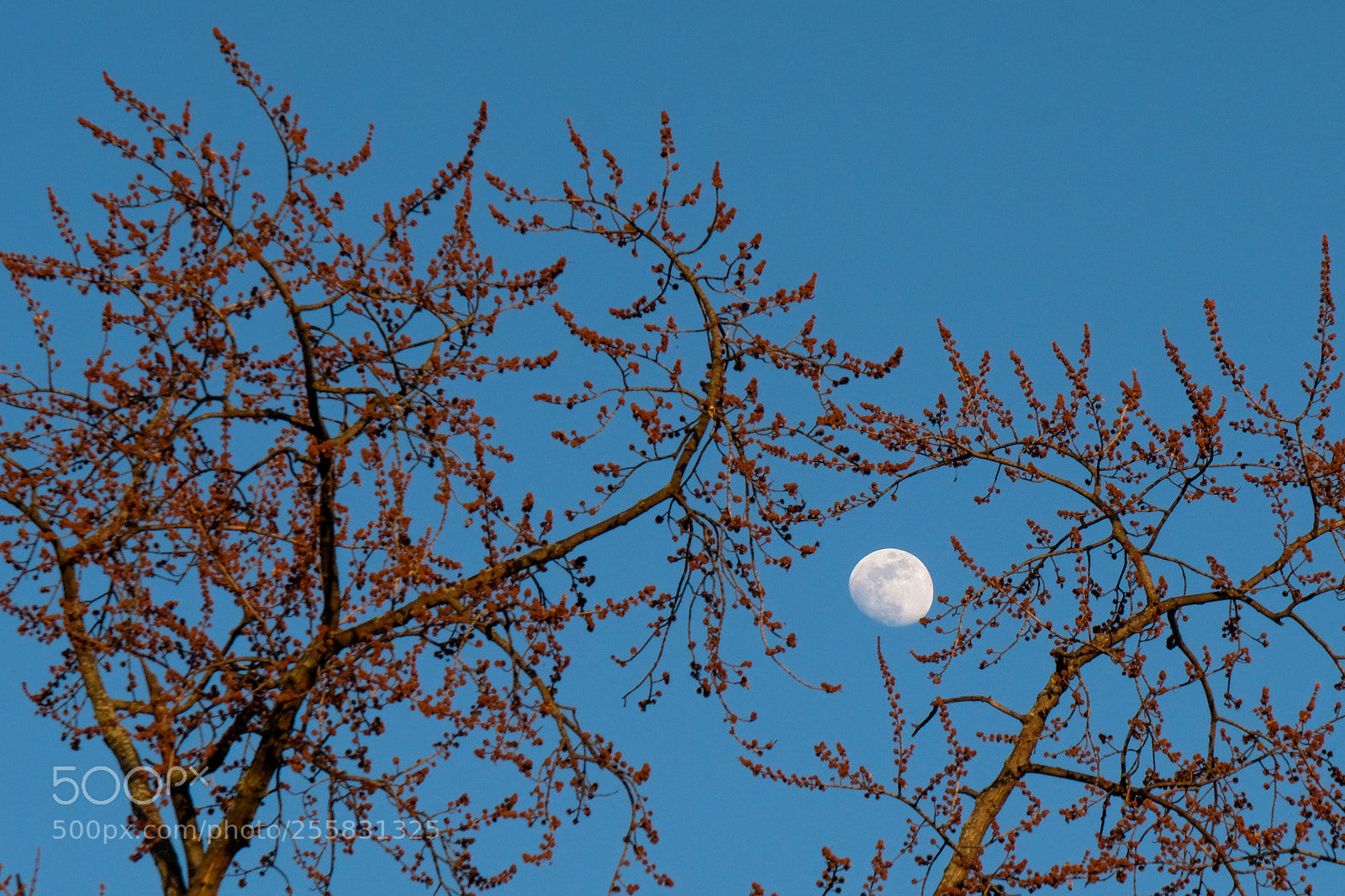 Fujifilm X-T2 sample photo. Moon 20180426-1 photography