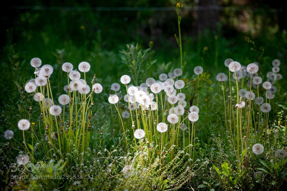 Canon EOS 5D Mark IV sample photo. 민들레 씨 photography
