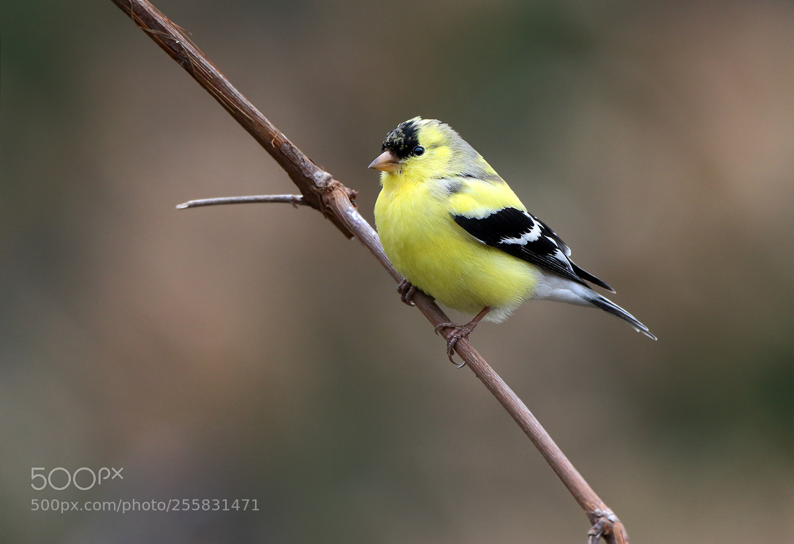 Canon EOS 7D Mark II sample photo. Saturating photography