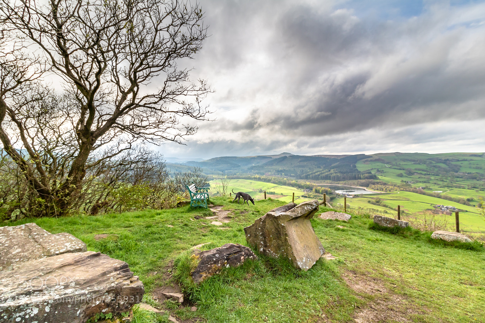 Canon EOS 750D (EOS Rebel T6i / EOS Kiss X8i) sample photo. Walks with bertie photography
