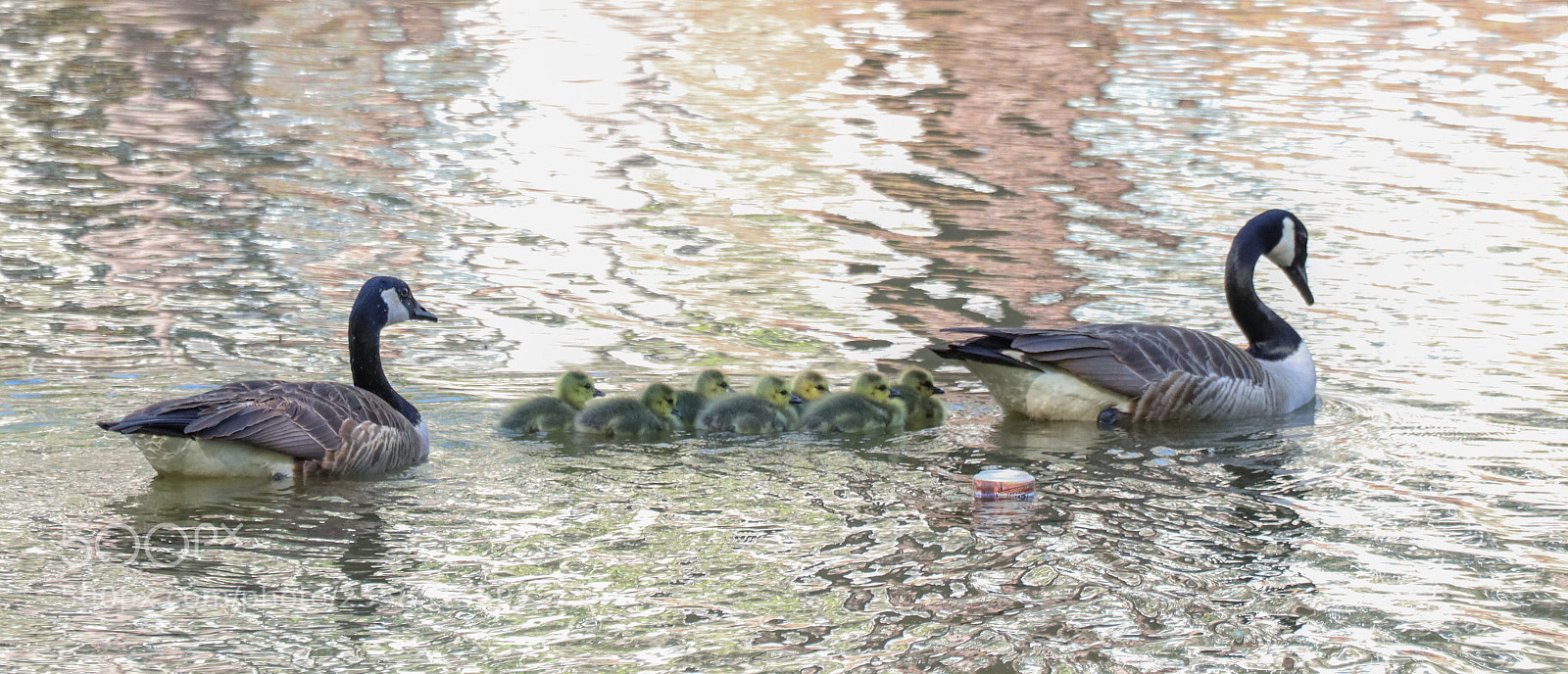Canon EOS M50 (EOS Kiss M) sample photo. Wild geese photography